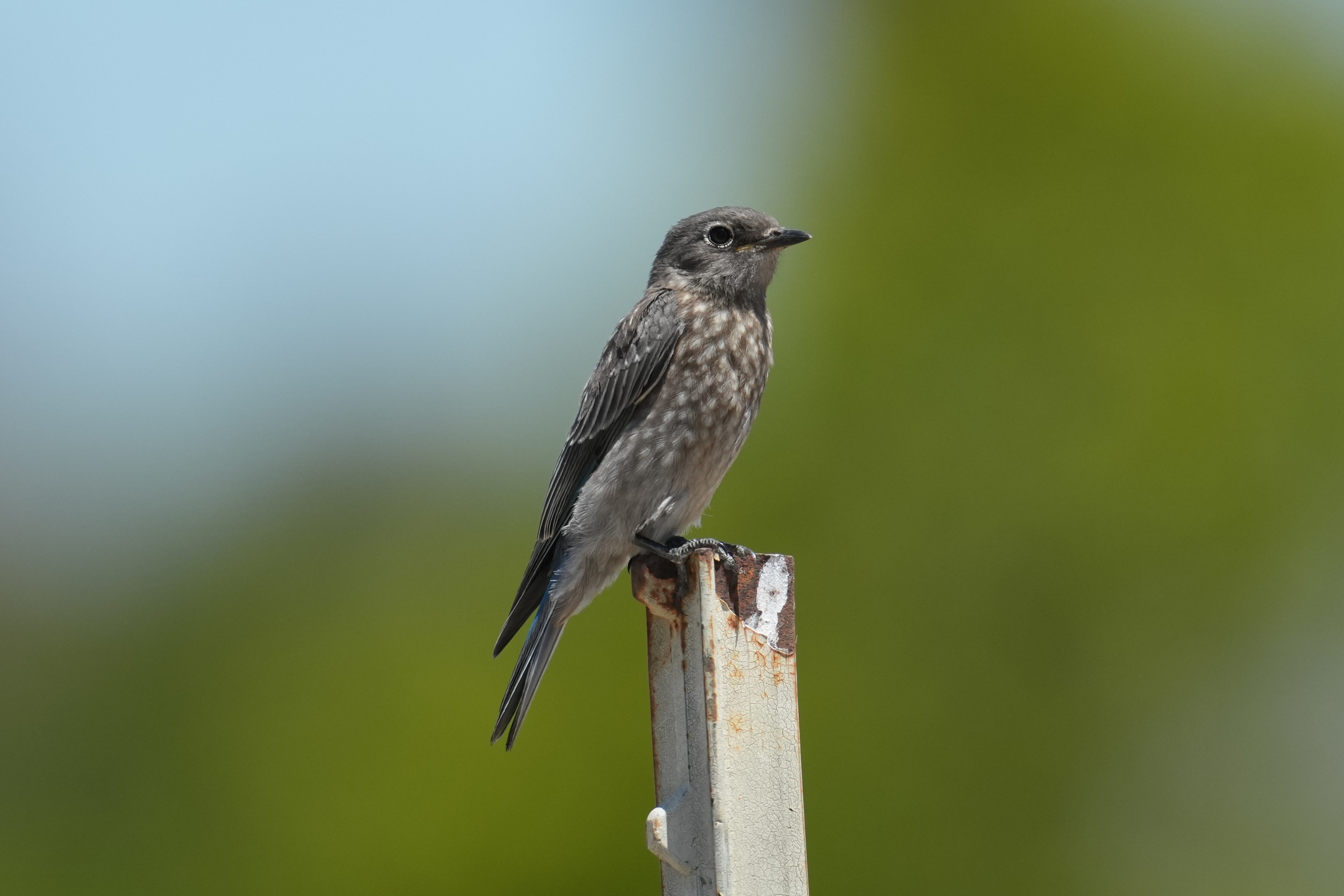 Western Bluebird Female