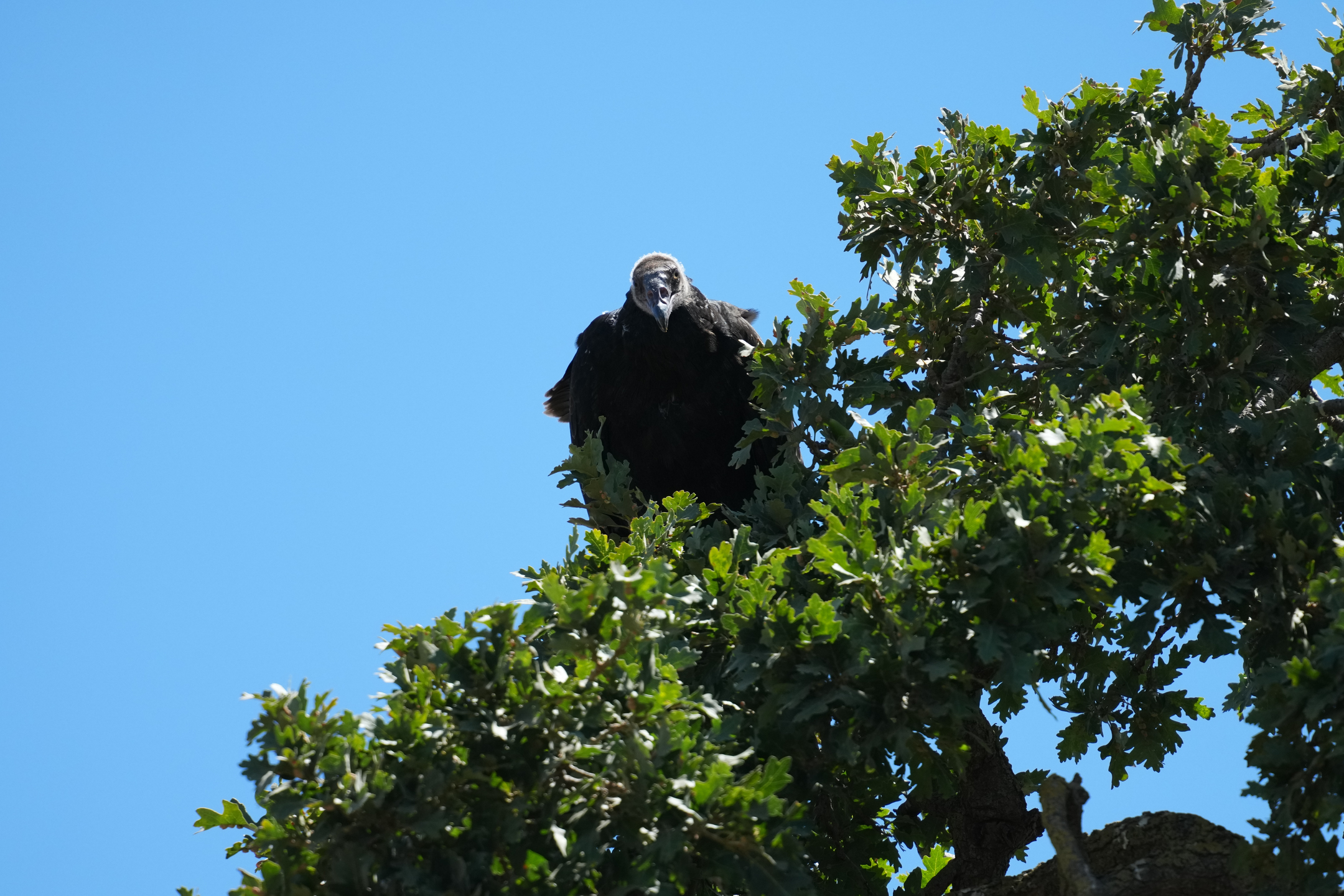 Immature Turkey Vulture