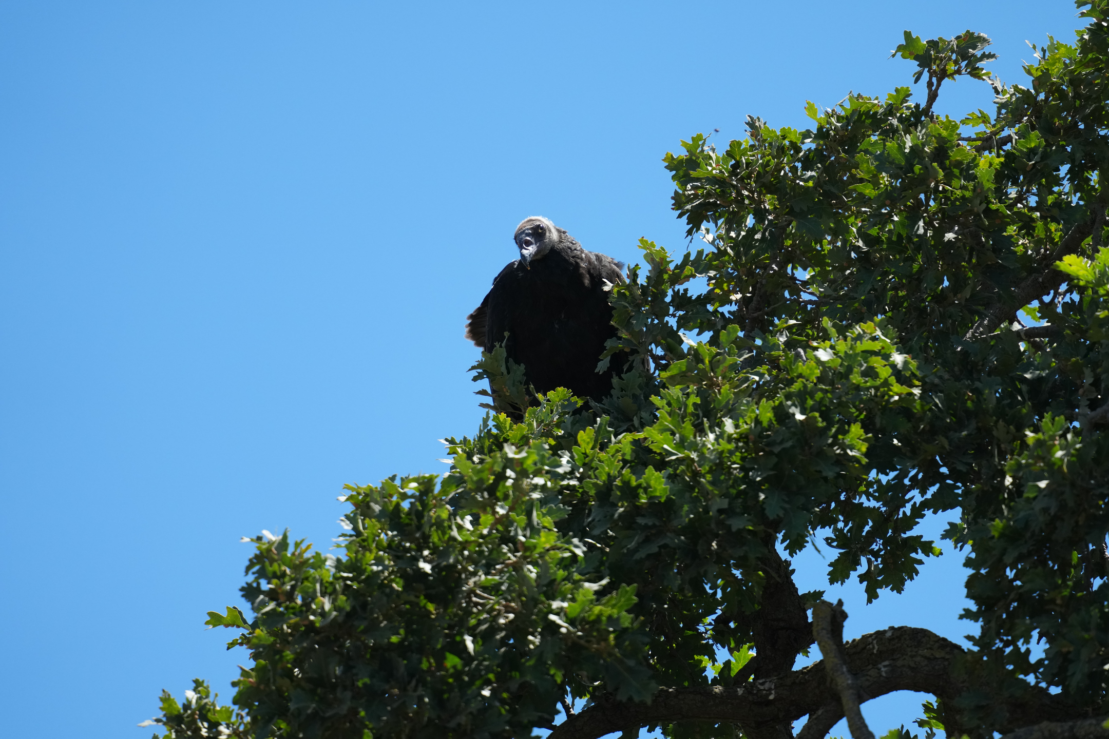Immature Turkey Vulture