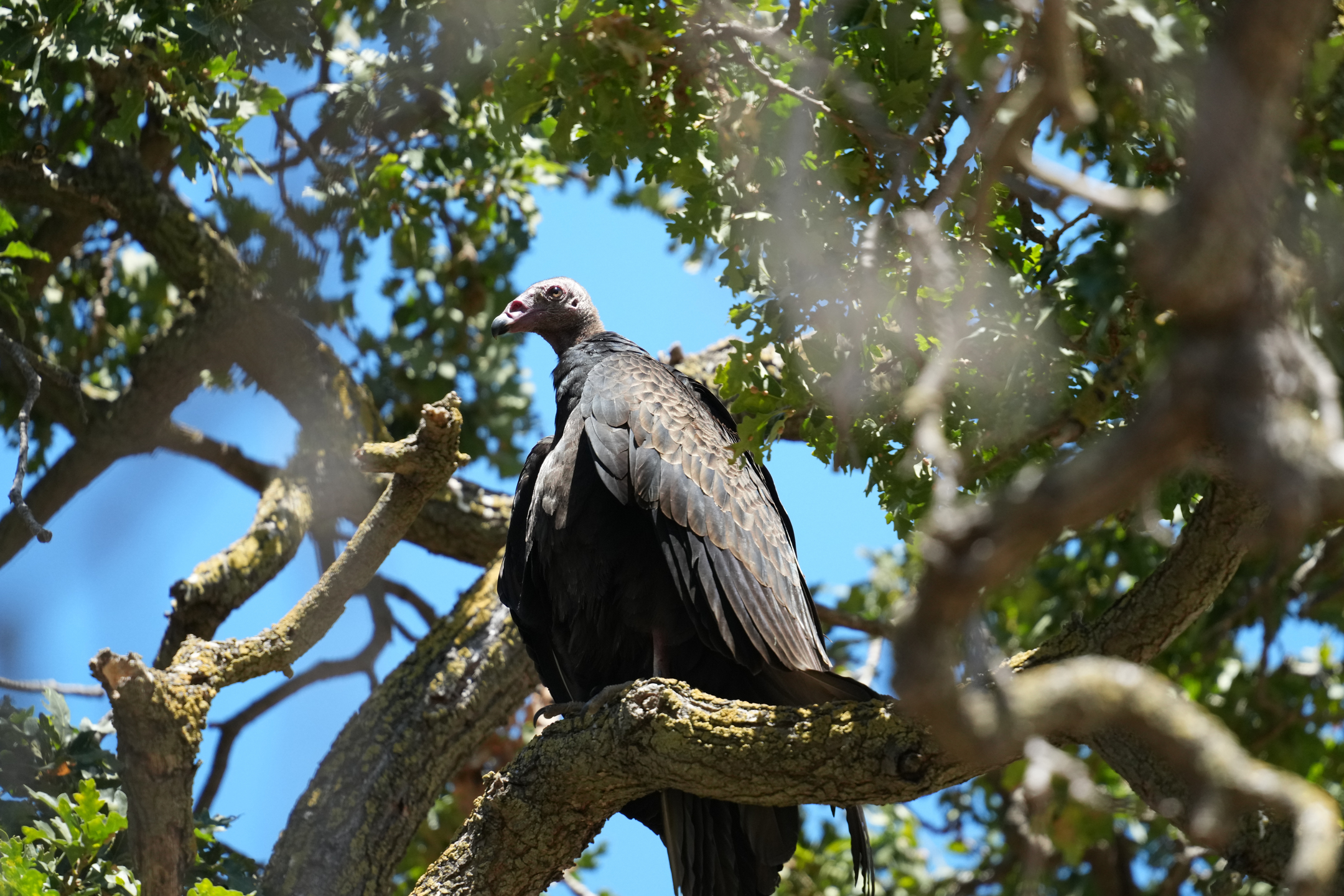 Turkey Vulture