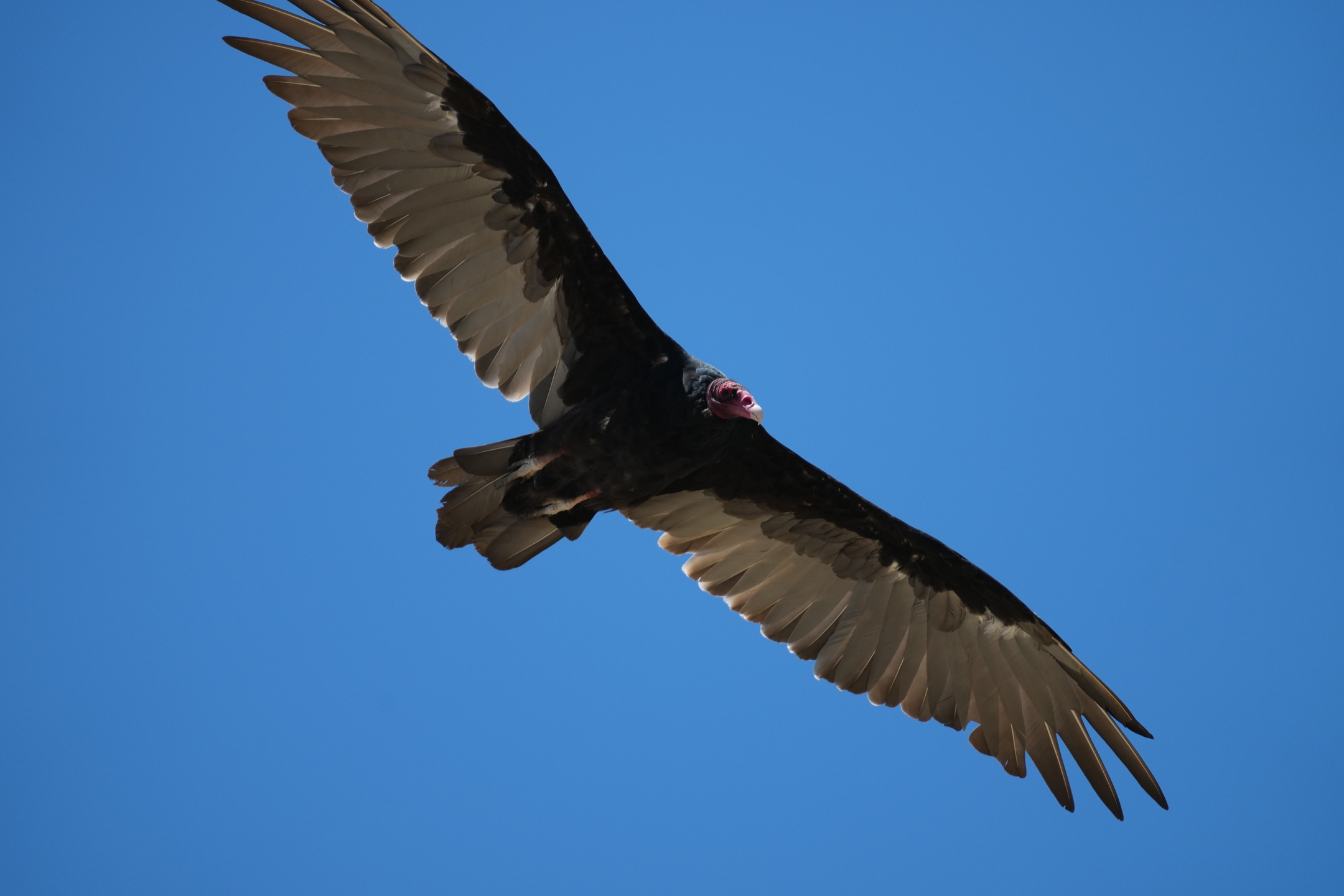 Turkey Vulture