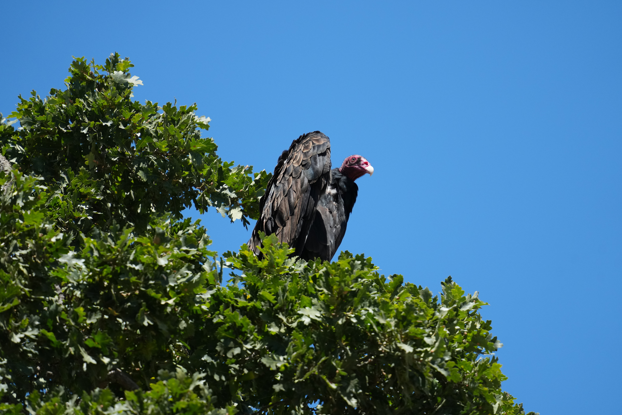 Turkey Vulture