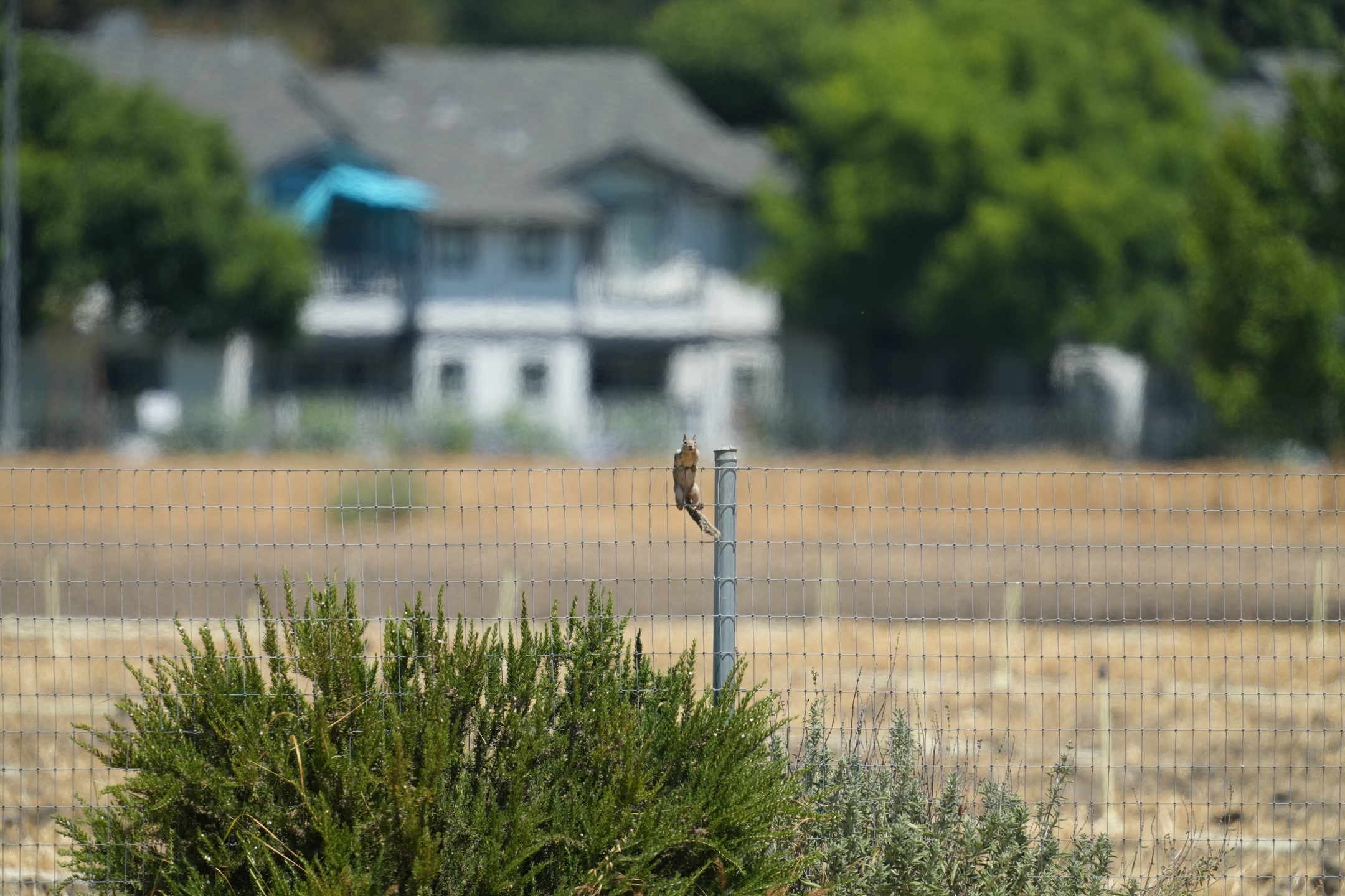 California Ground Squirrel
