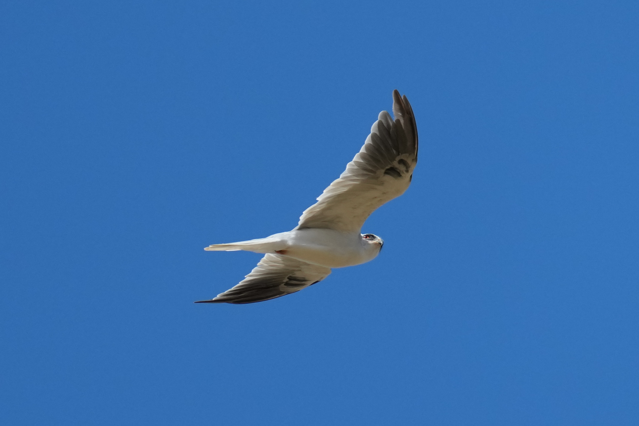 White-Tailed Kite