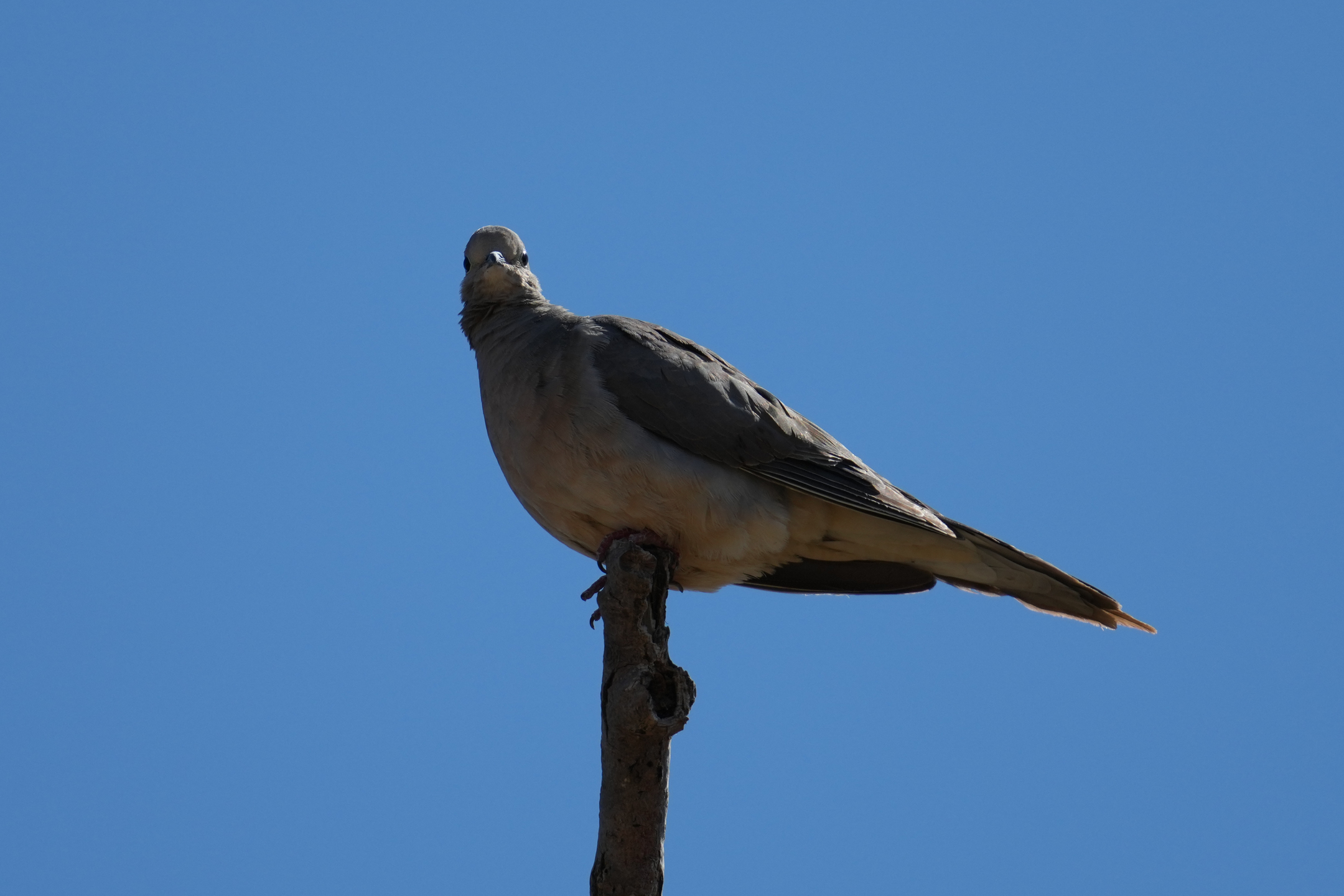 Mourning Dove