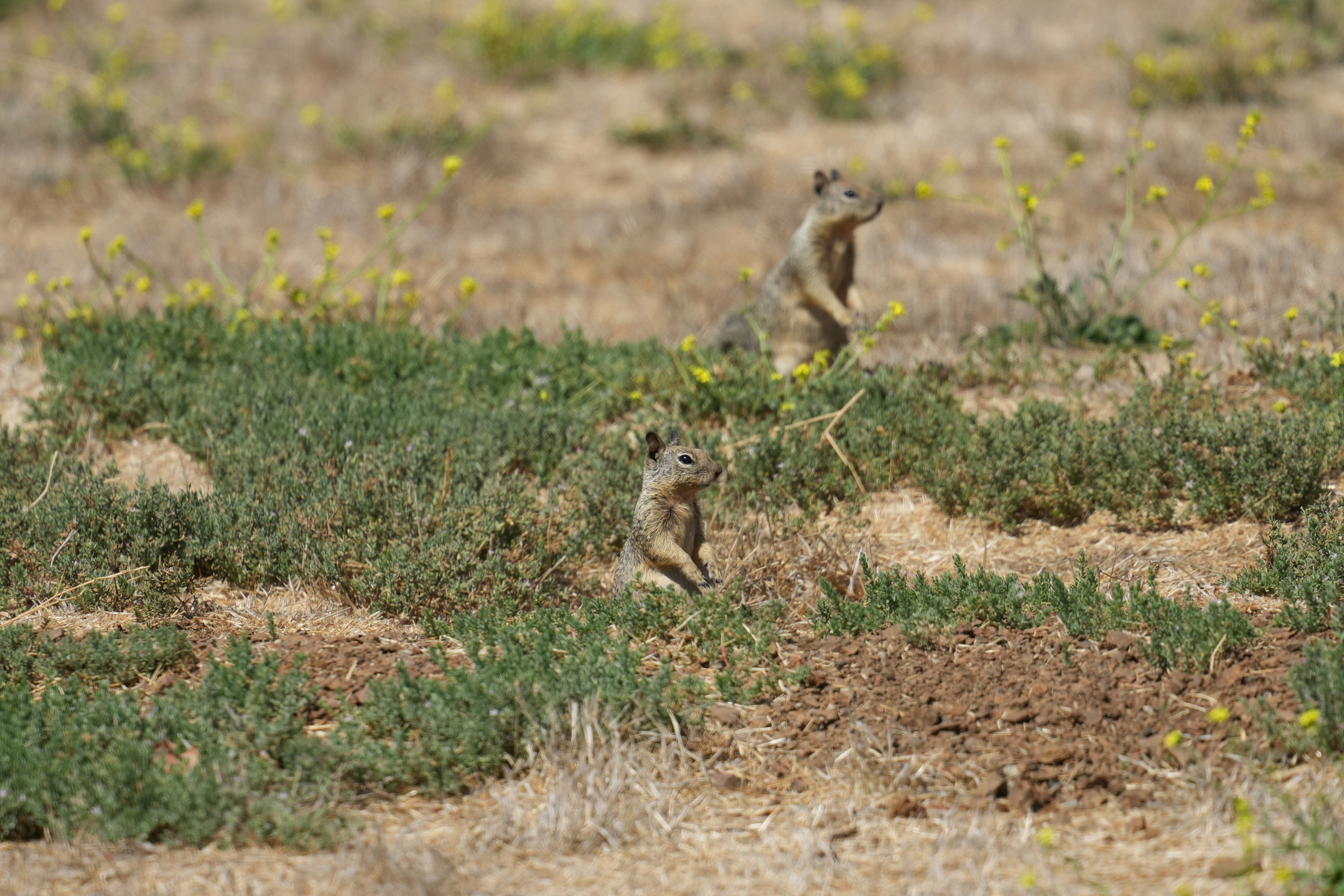 California Ground Squirrel