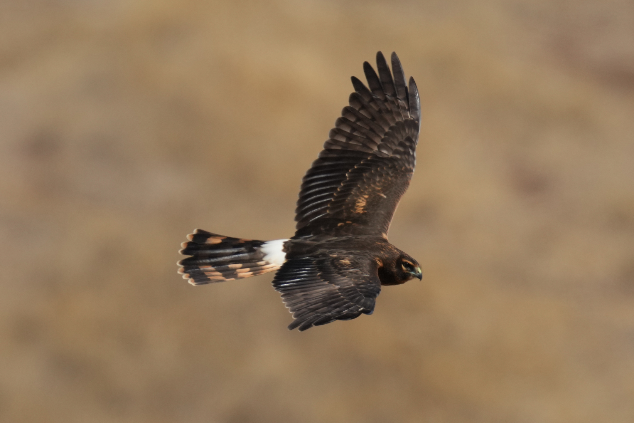 Northern Harrier