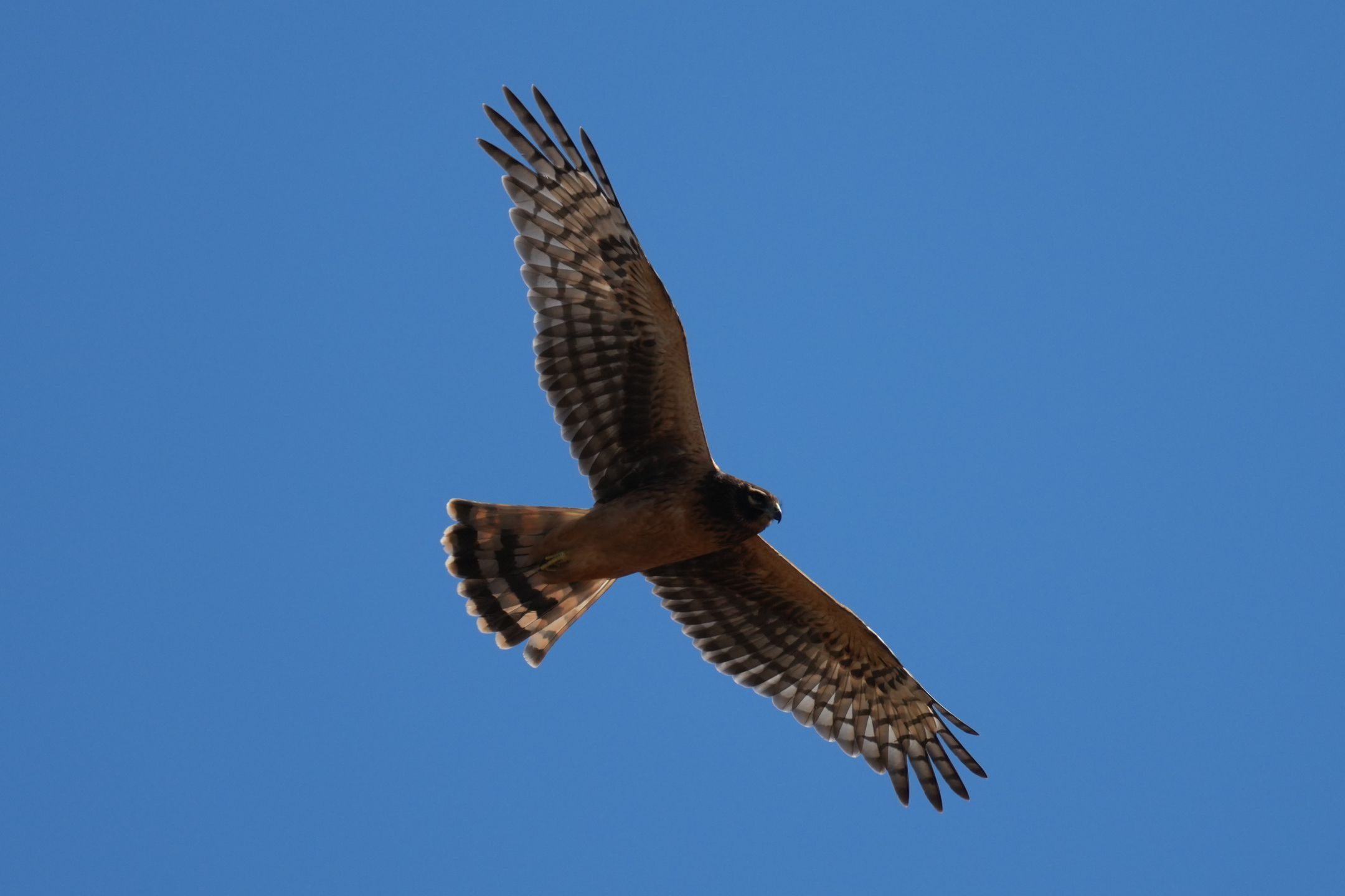 Northern Harrier