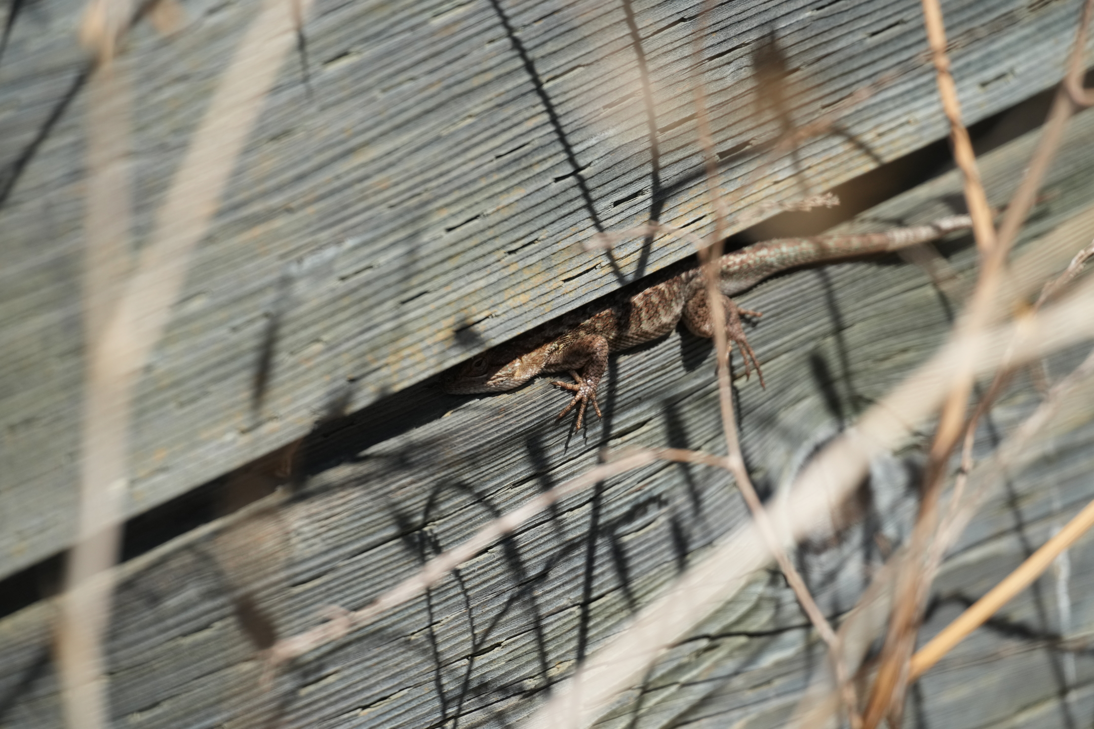 Western Fence Lizard