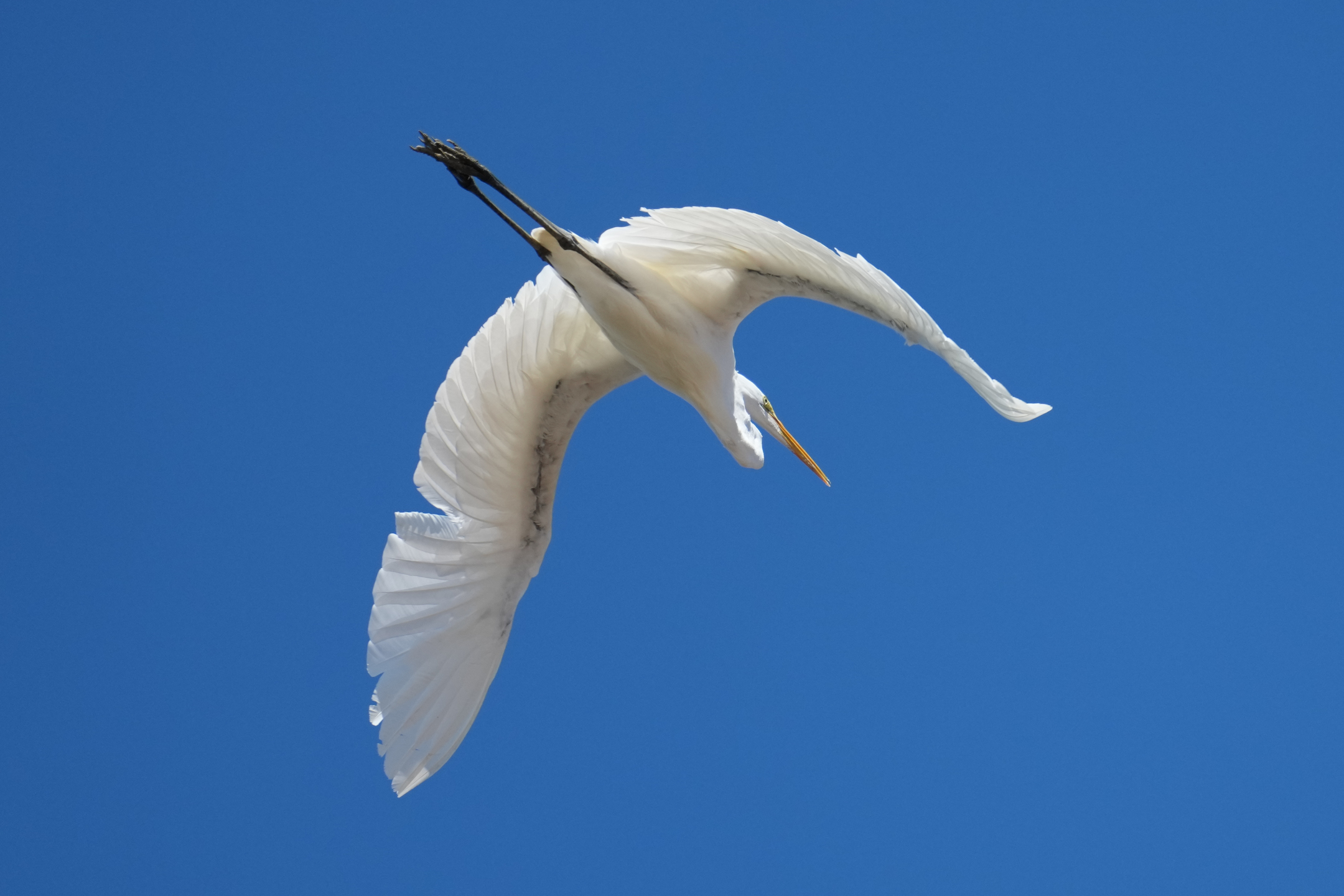 Great Egret