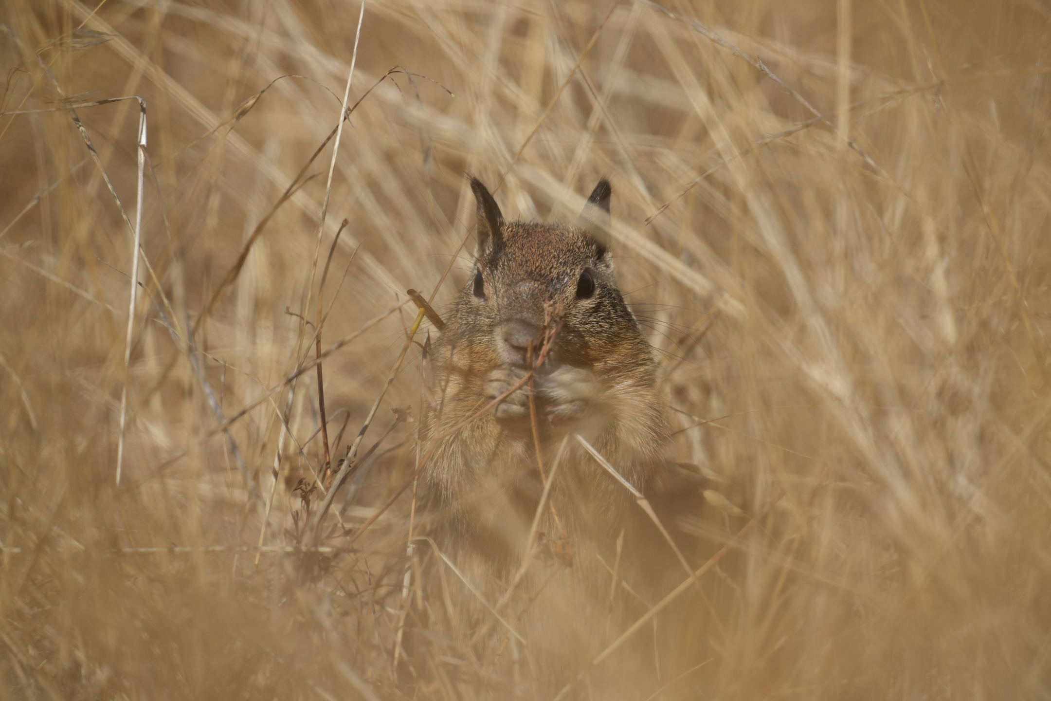 California Ground Squirrel