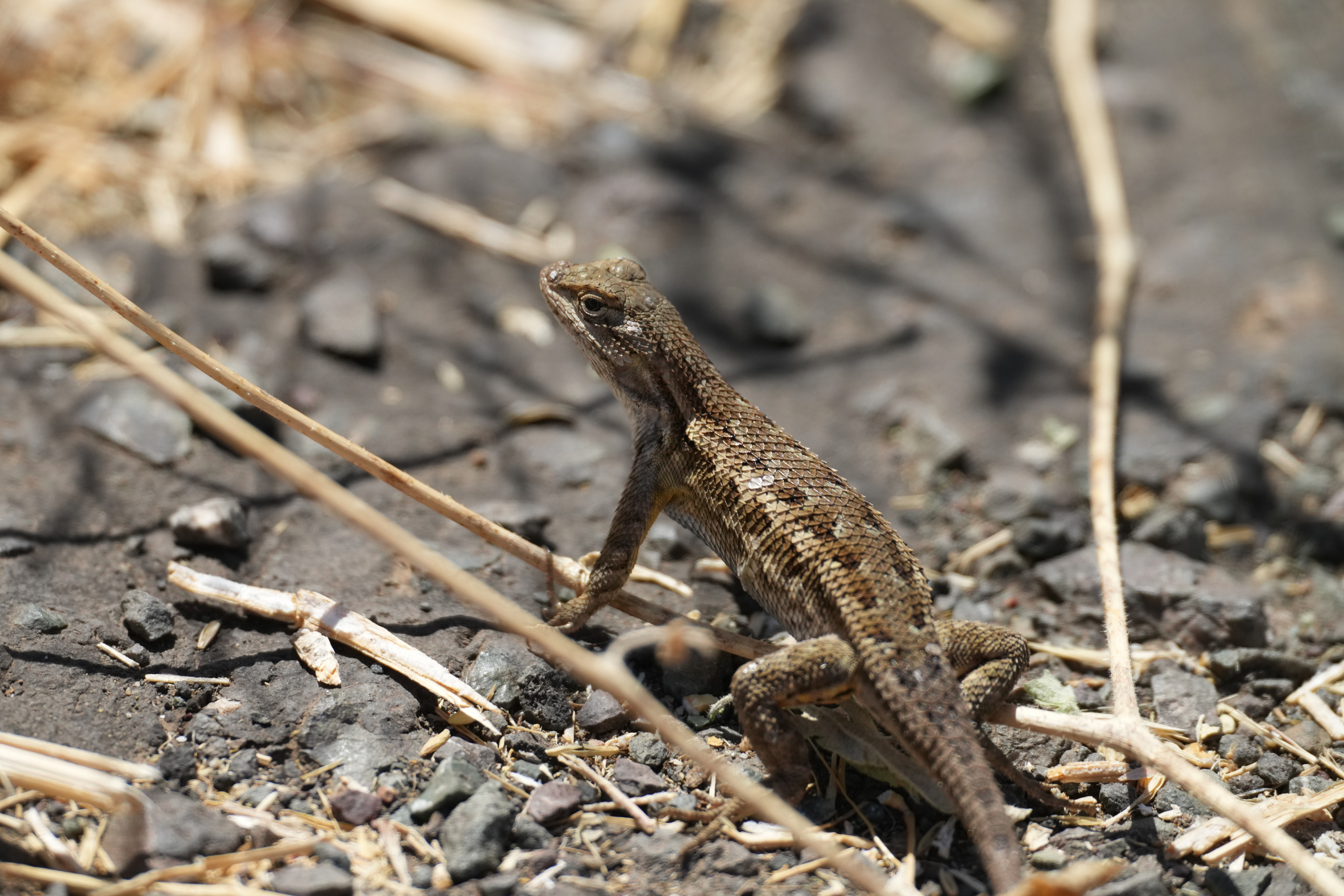 Western Fence Lizard