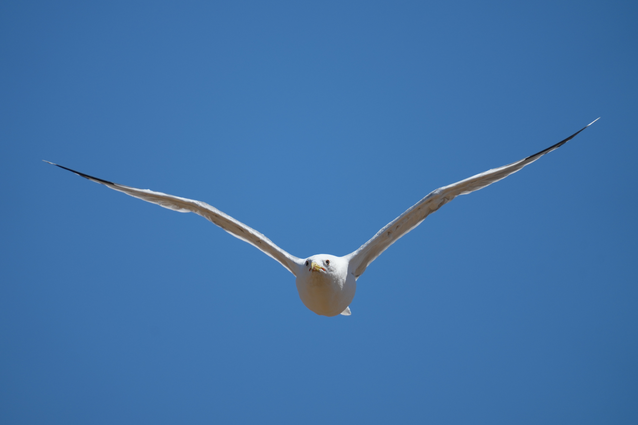 Ring-Billed Gull