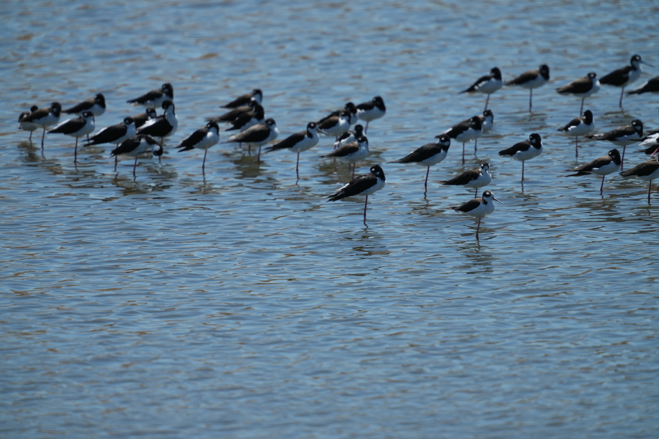 Black-Necked Stilt