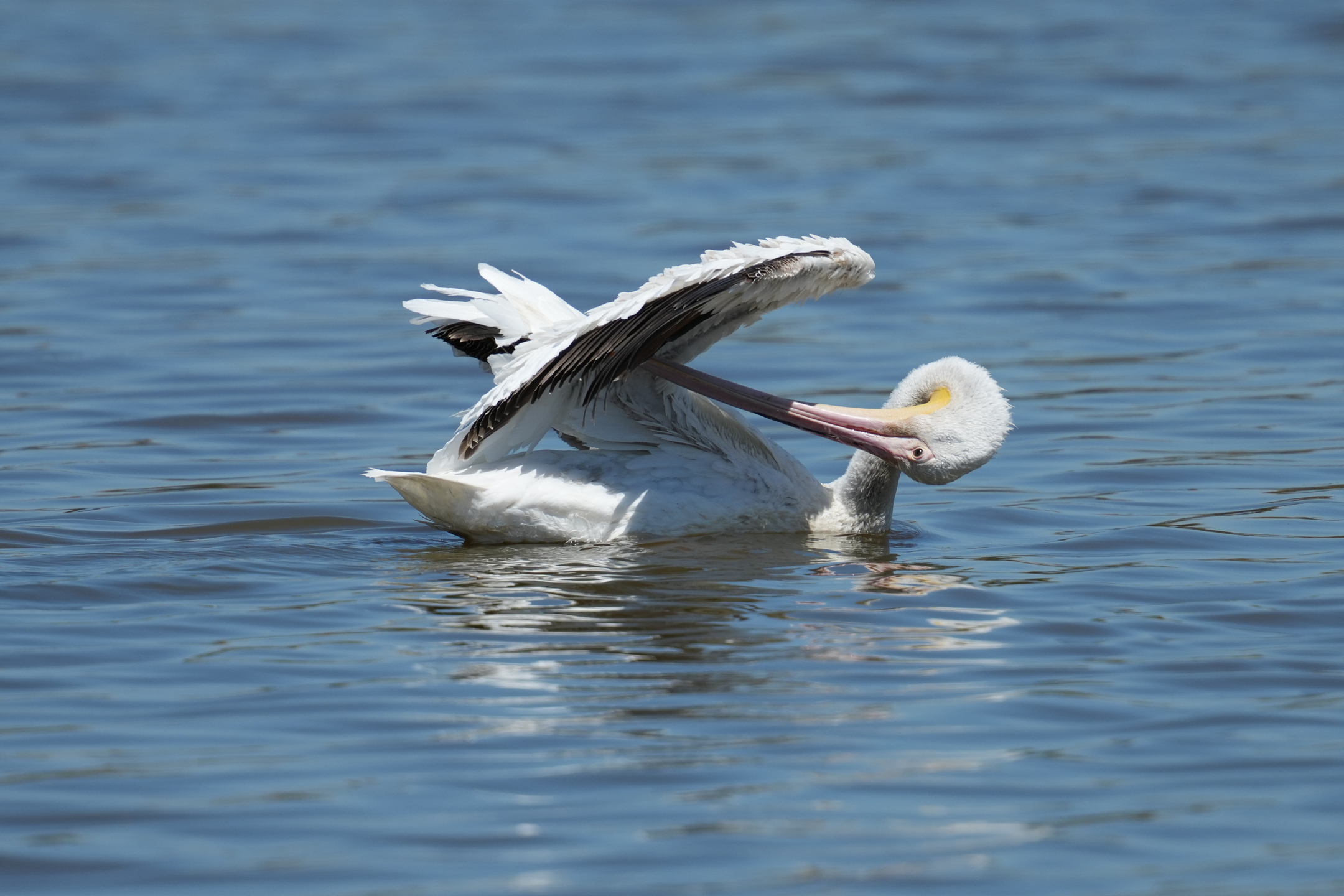 American White Pelican