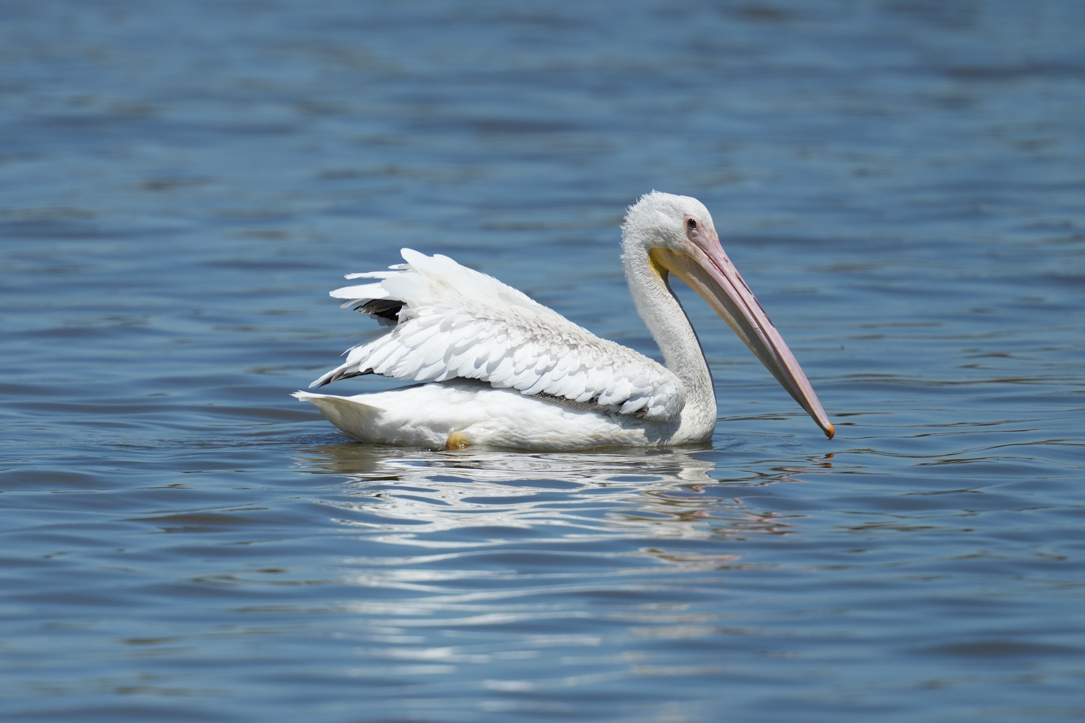 American White Pelican