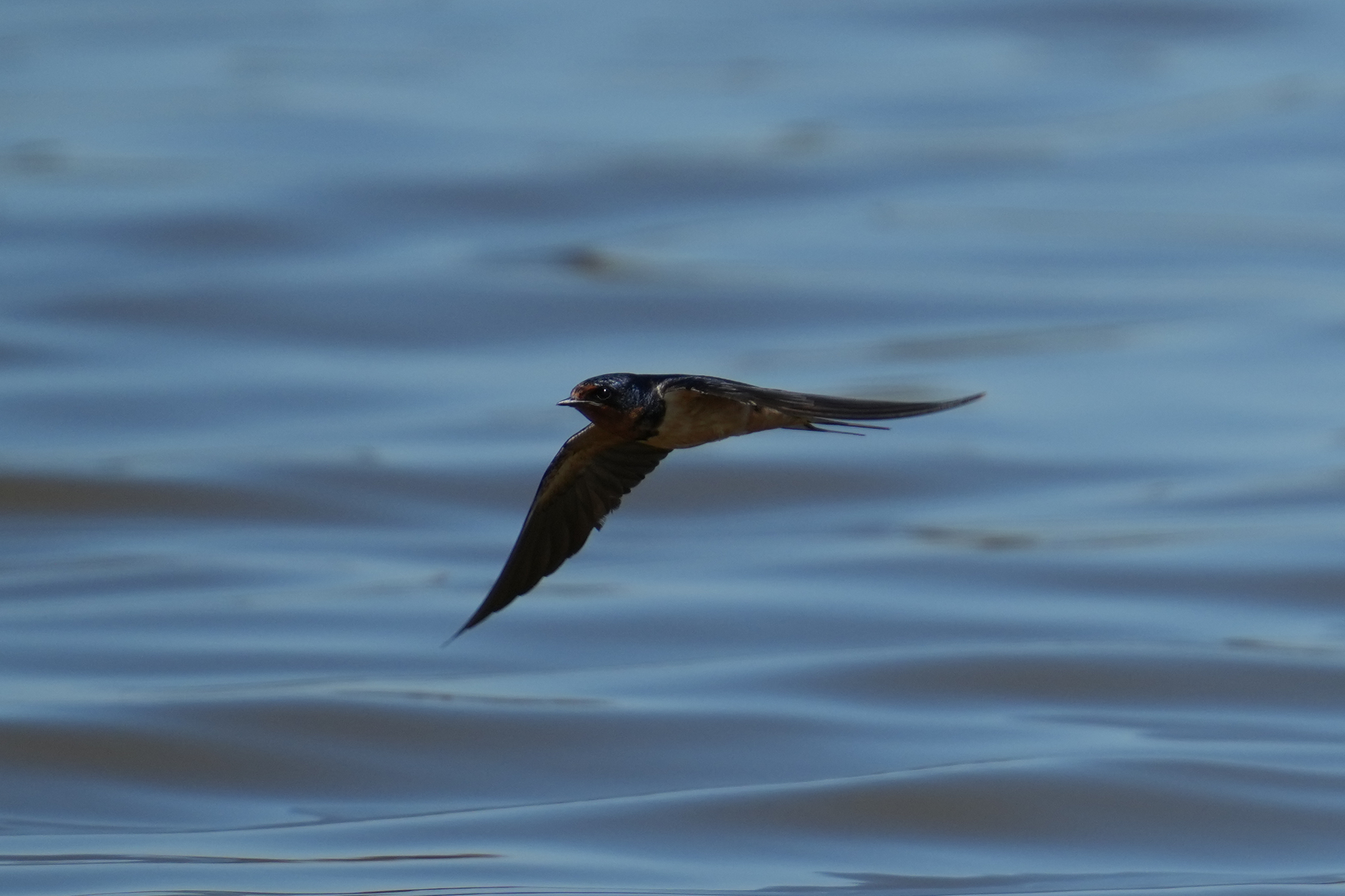 Barn Swallow