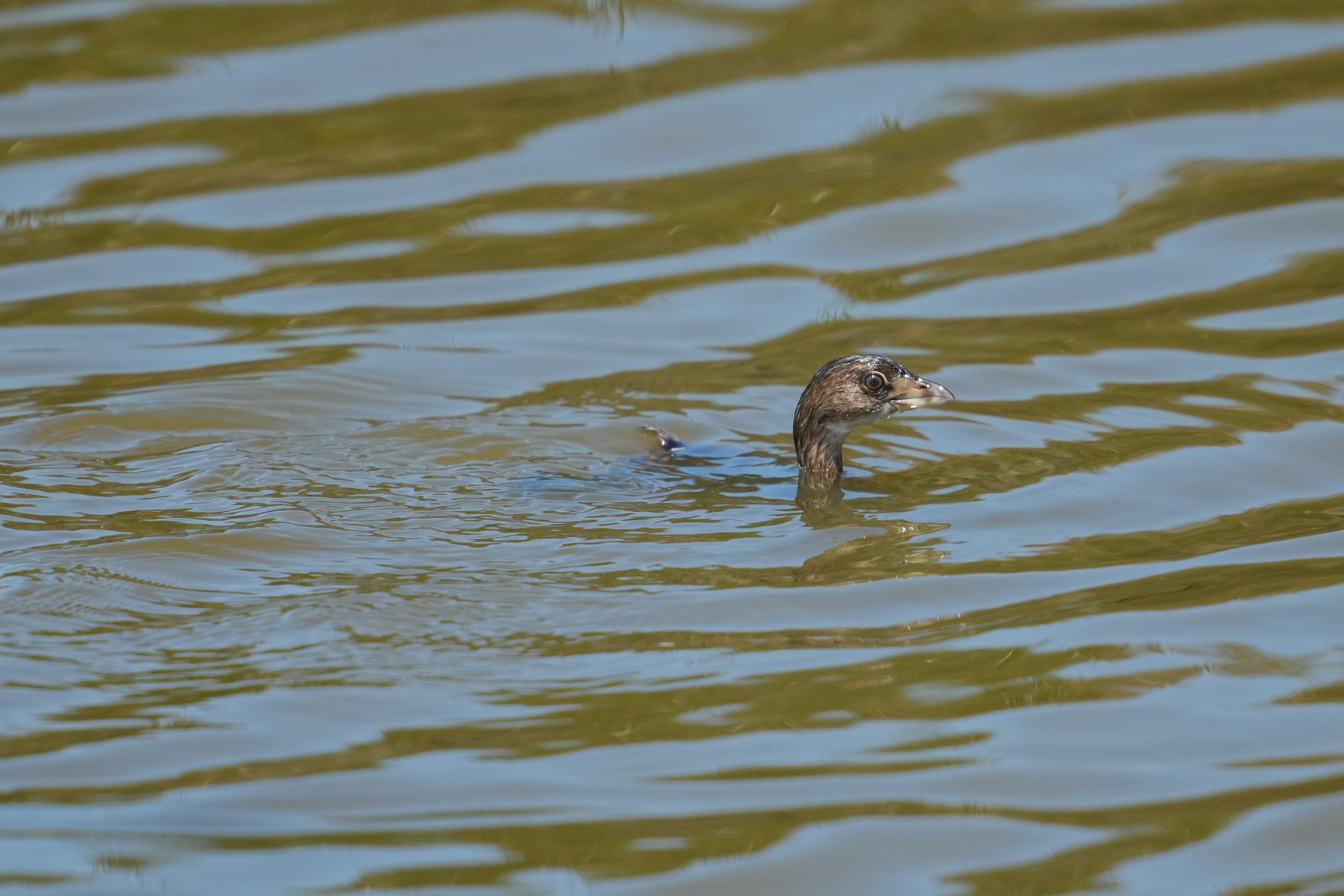 Pied-Billed Grebe