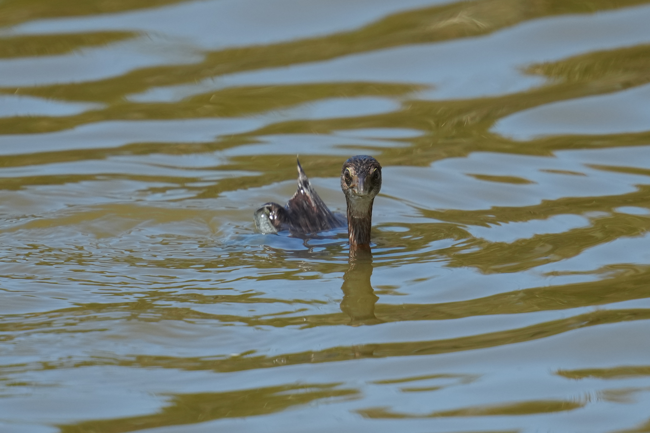 Pied-Billed Grebe