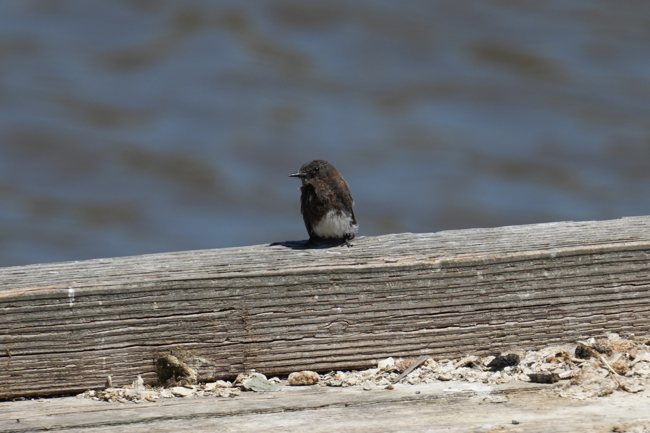 Black Phoebe