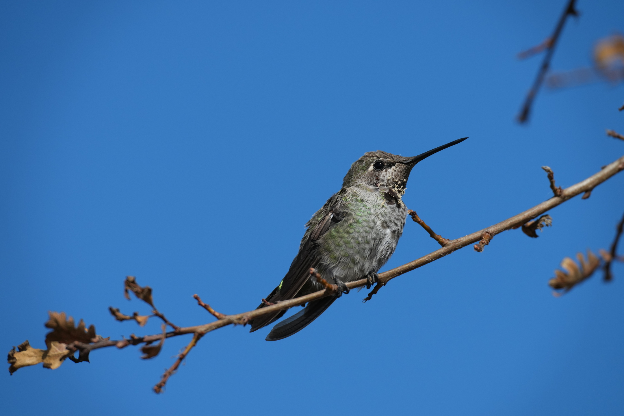 Anna’s Hummingbird