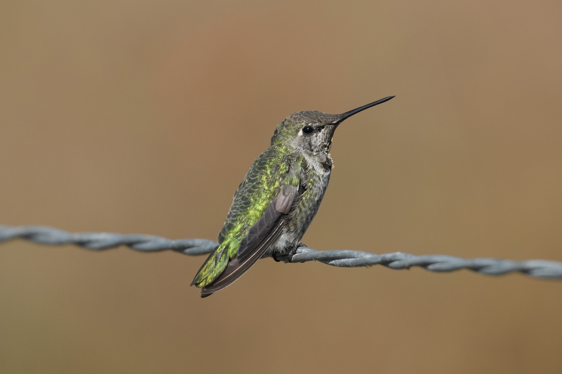 Anna’s Hummingbird