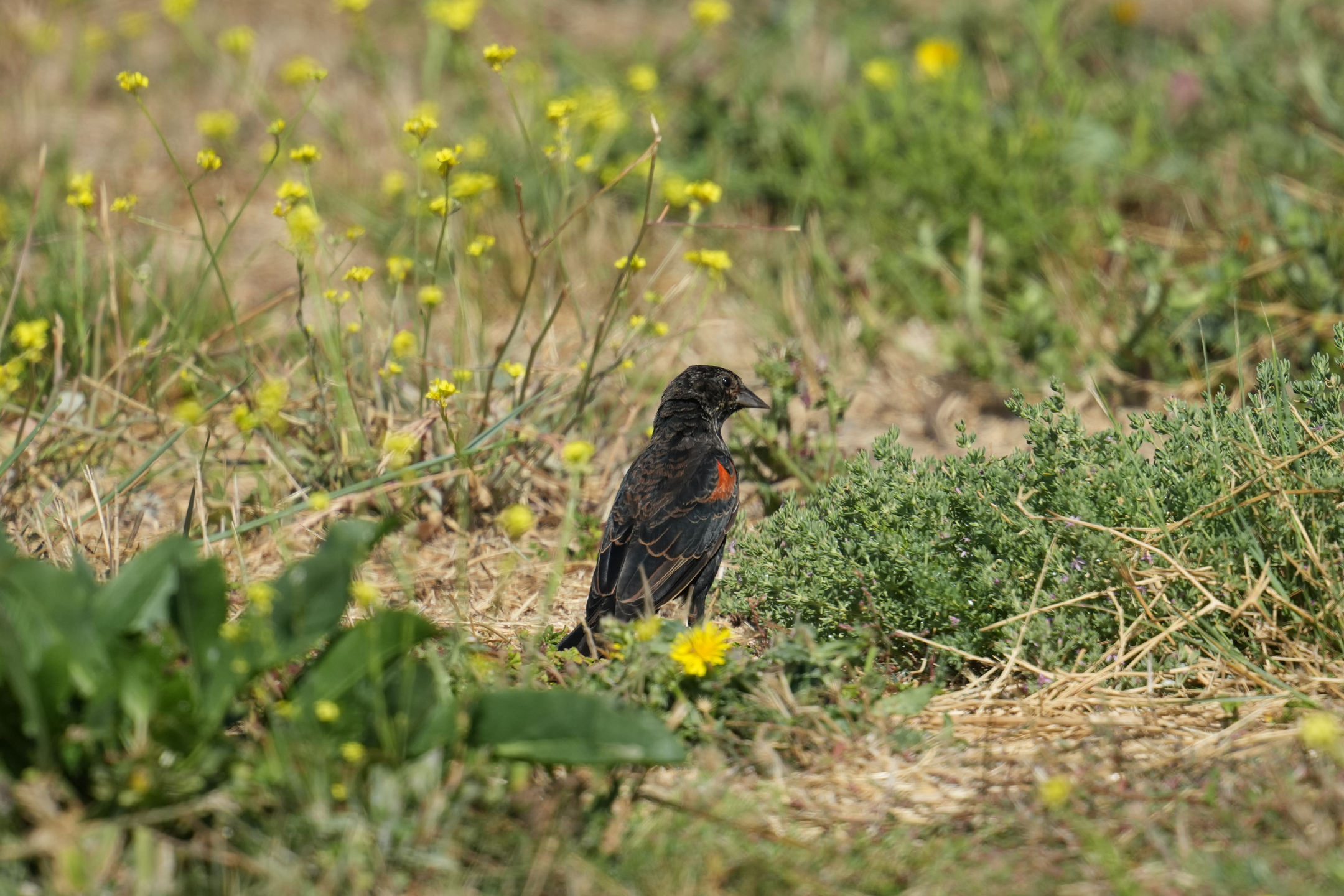 Red-Winged Blackbird