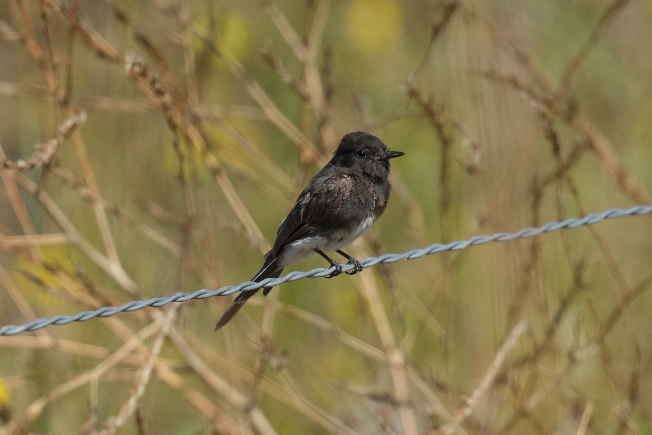 Black Phoebe