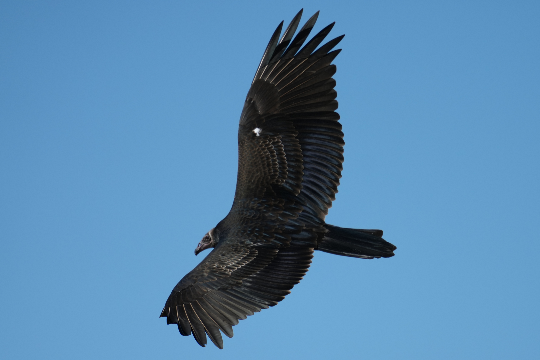 Immature Turkey Vulture