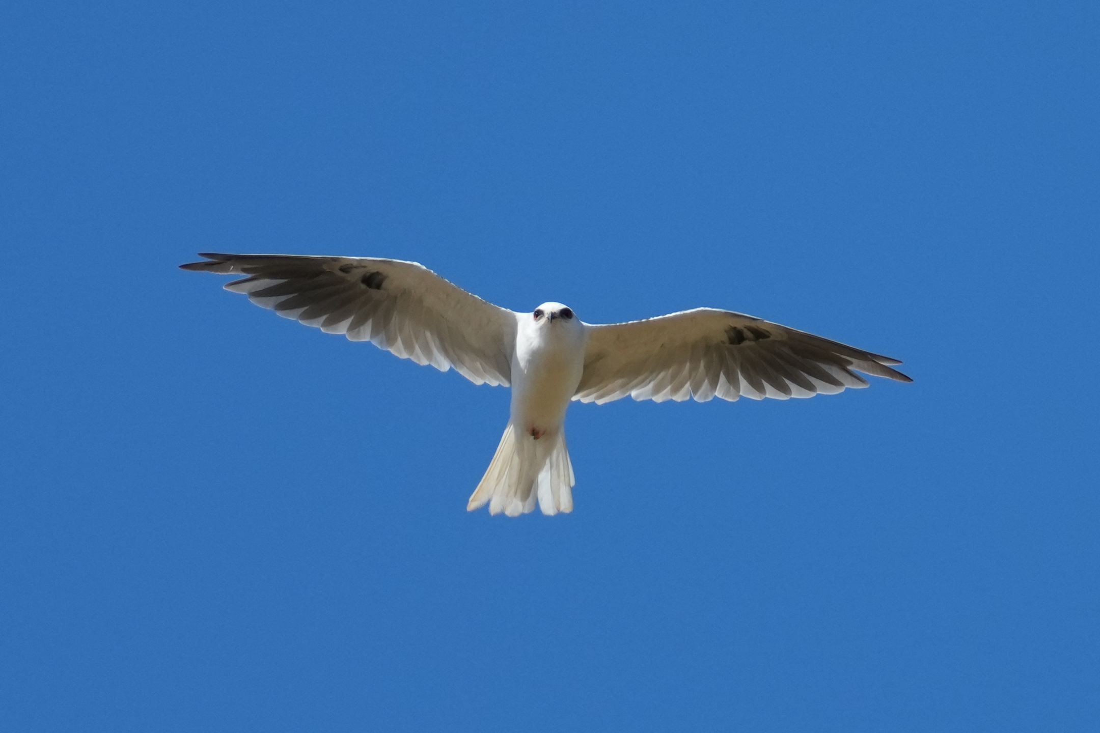 White-Tailed Kite