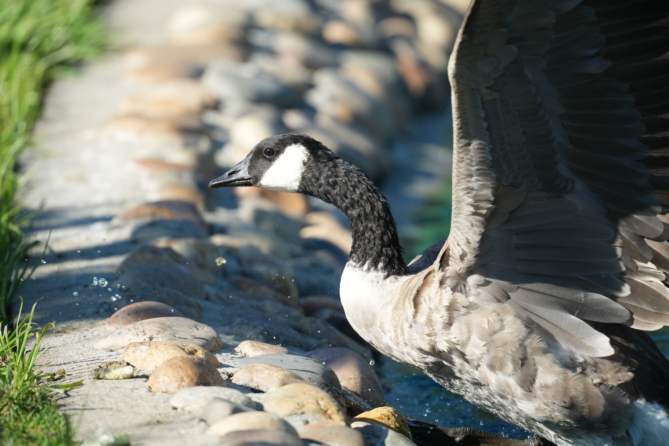 Canada Goose