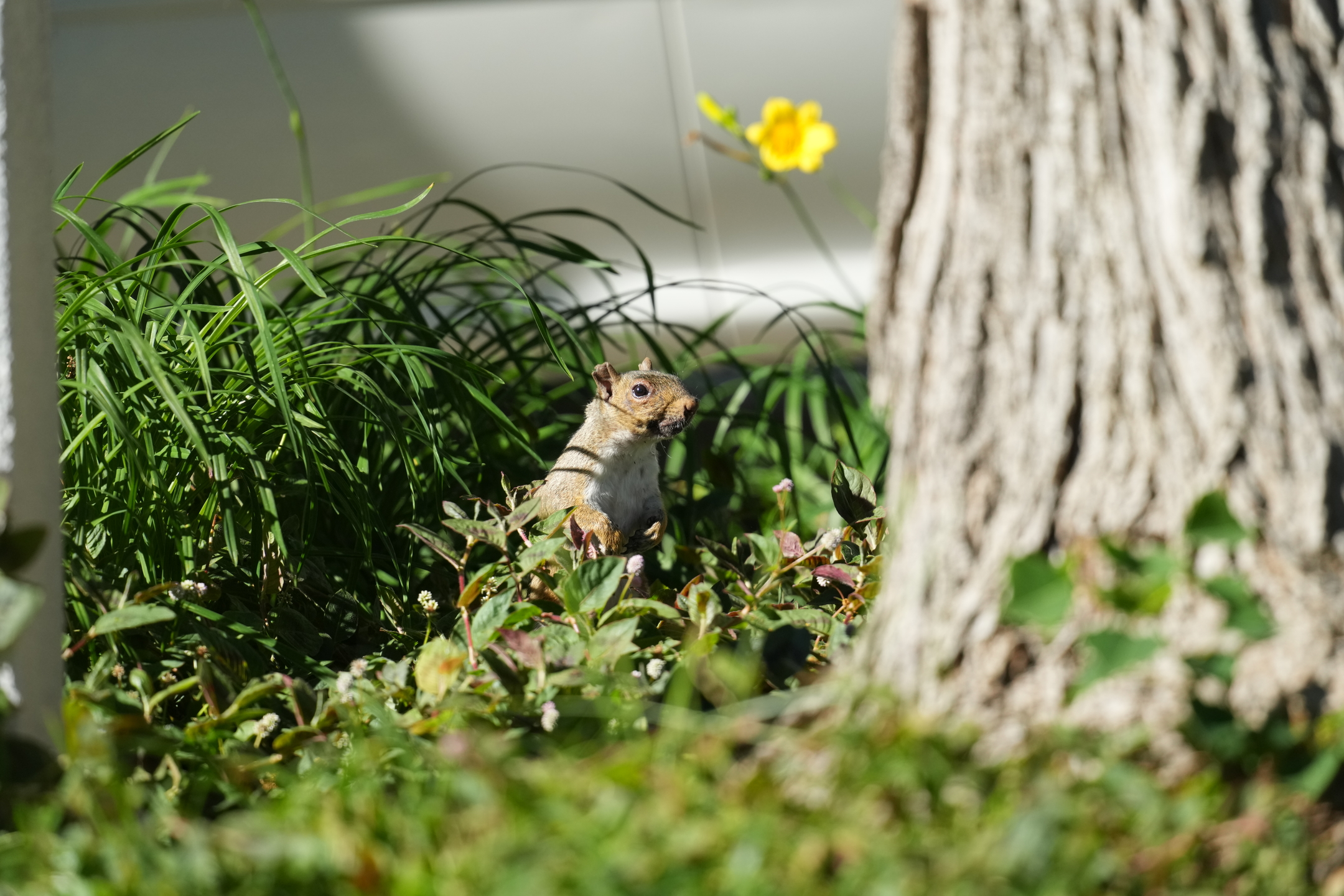 Eastern Gray Squirrel