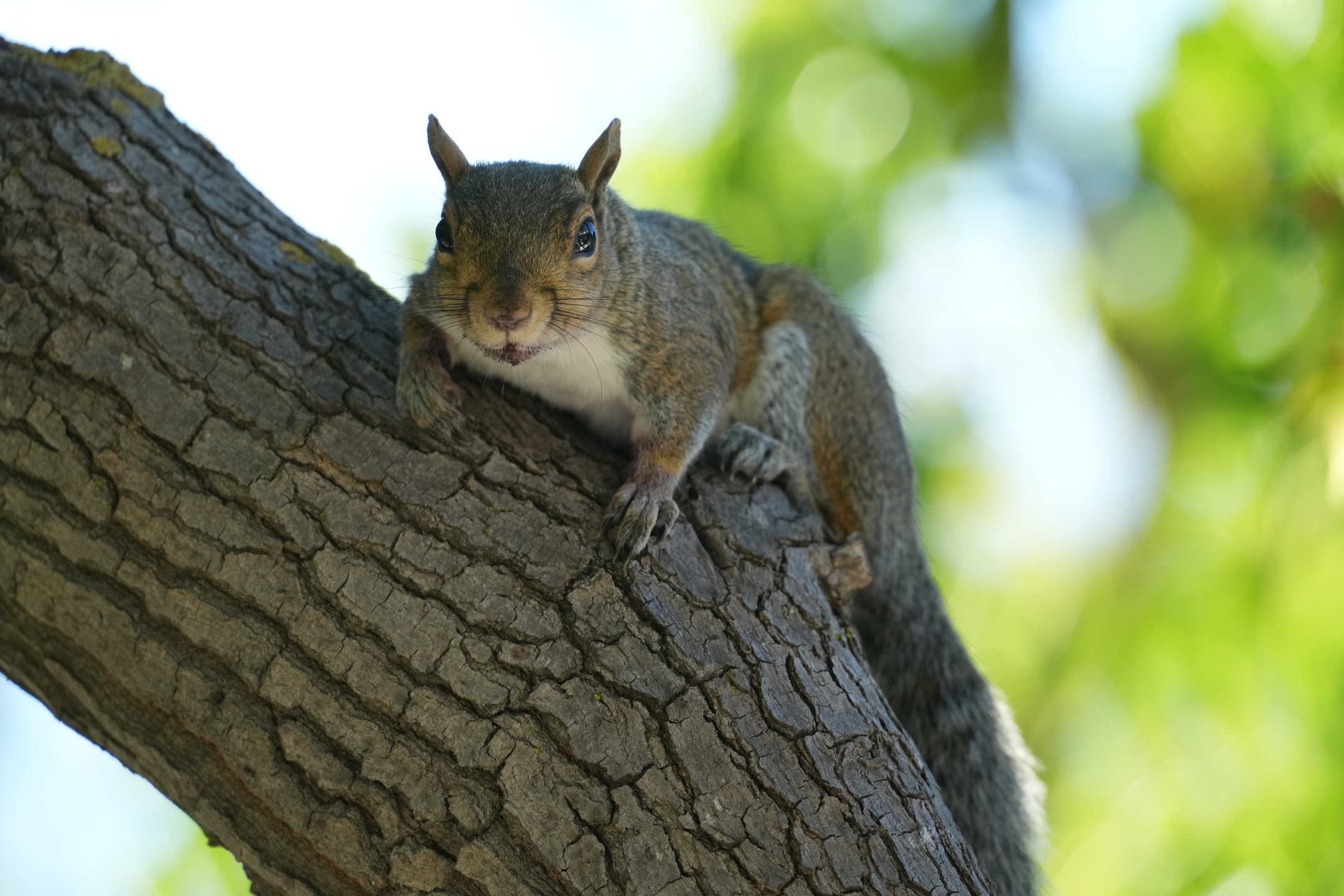 Eastern Gray Squirrel