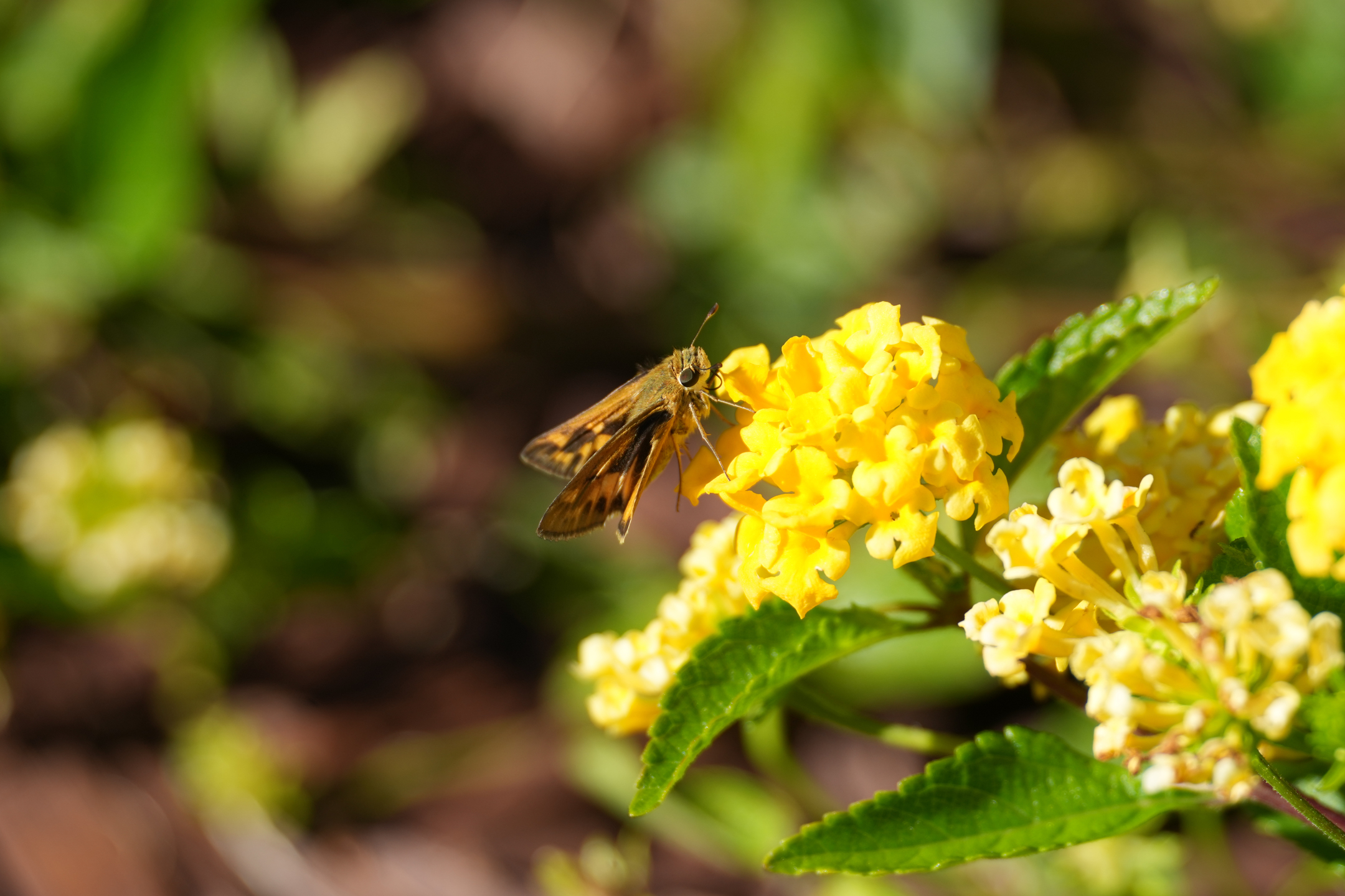 Peck’s Skipper