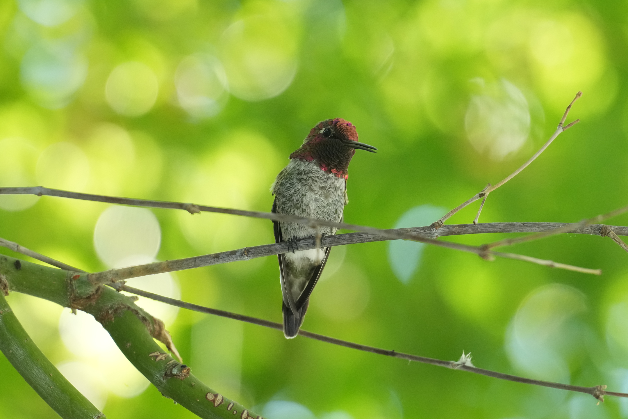 Anna’s Hummingbird