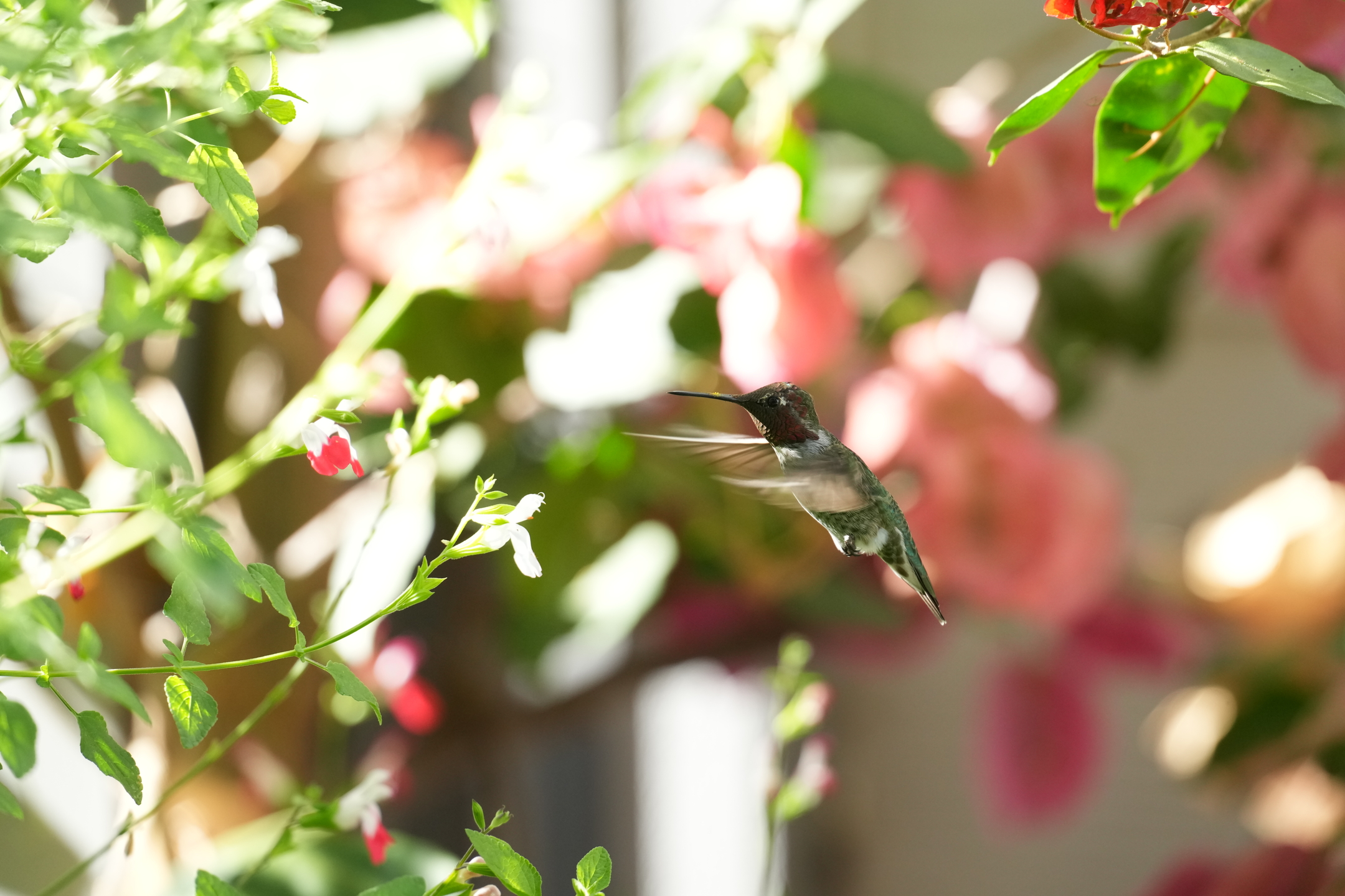 Anna’s Hummingbird