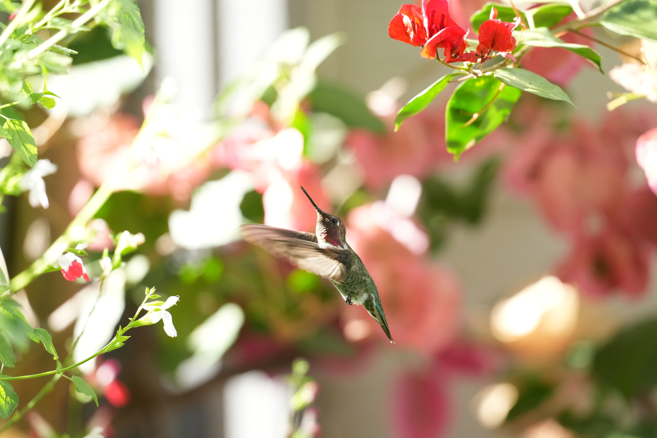 Anna’s Hummingbird