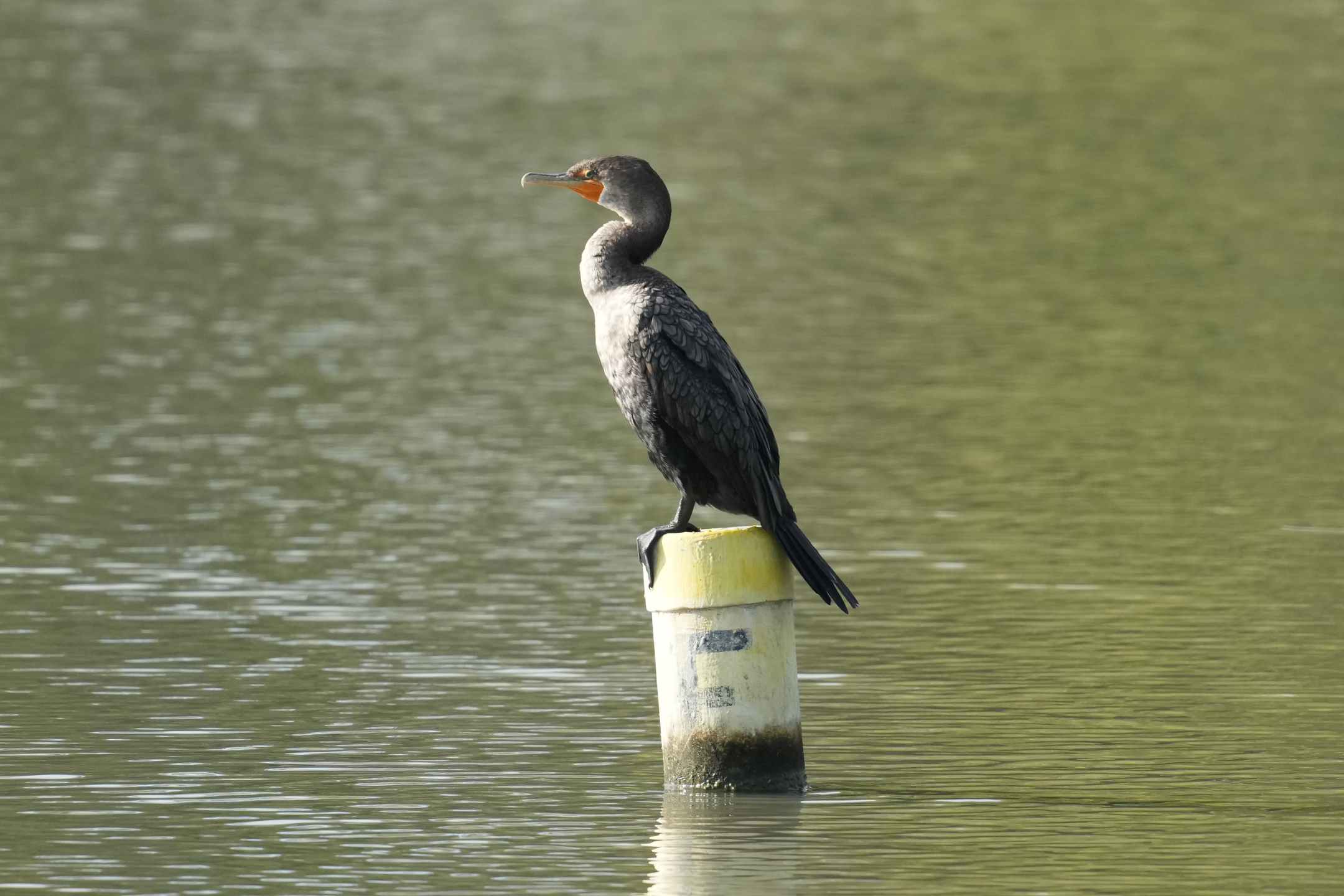 Double-Crested Cormorant
