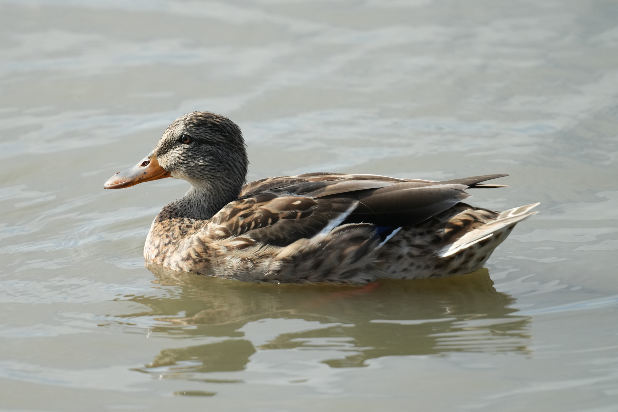 Mallard Duck