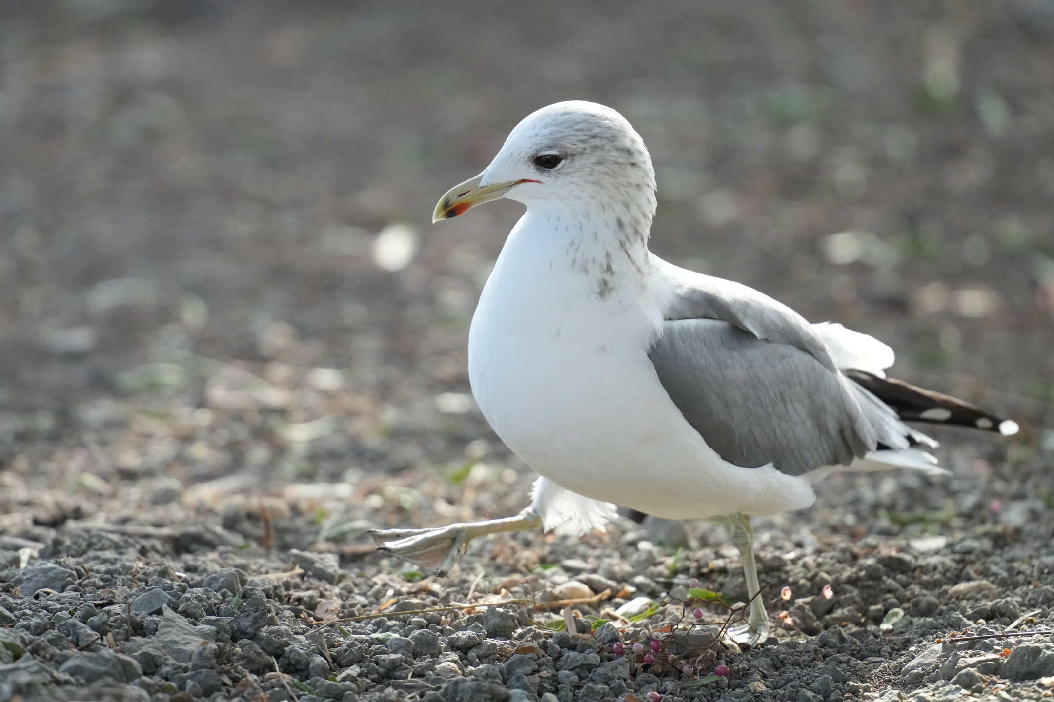 California Gull