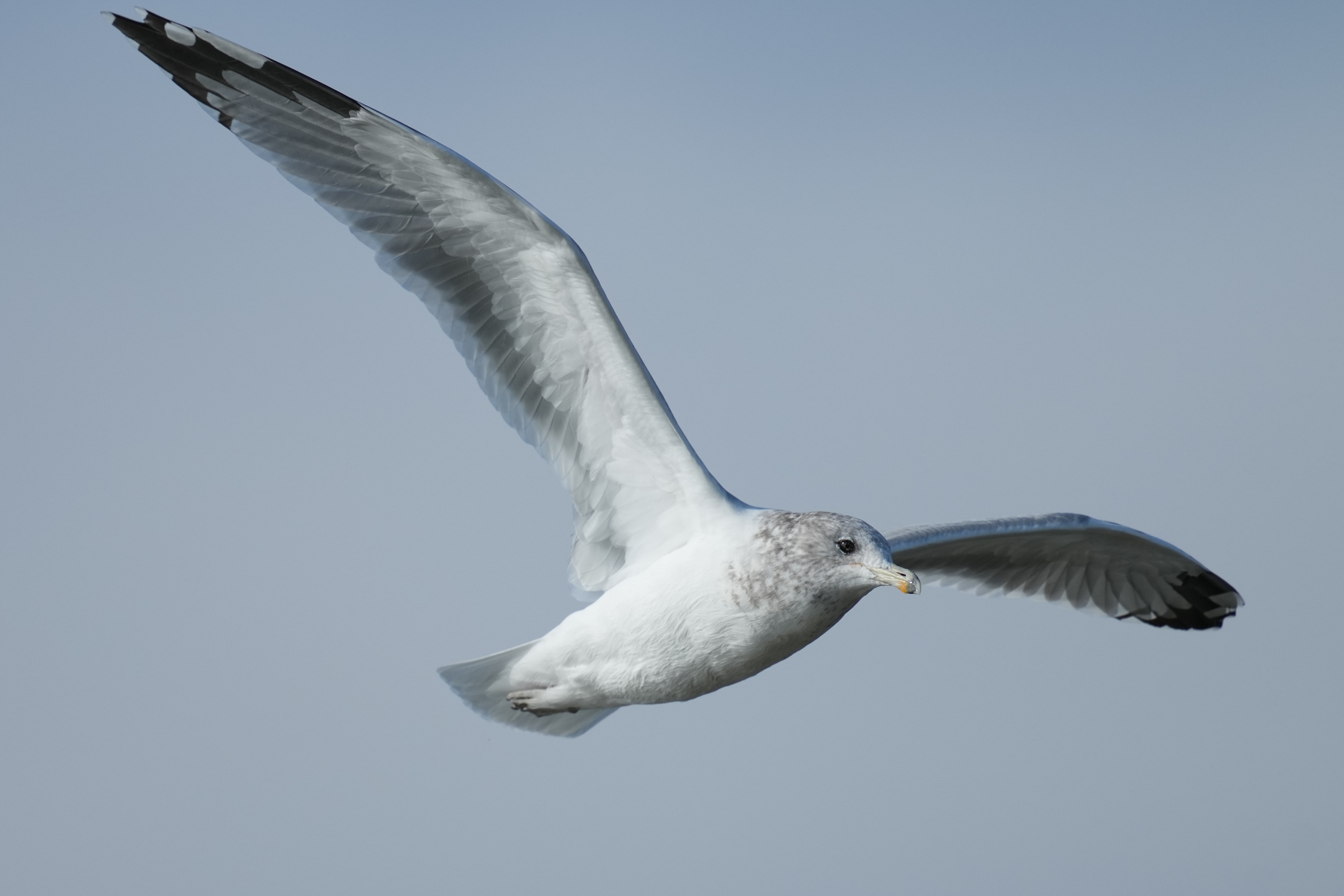 Ring-Billed Gull