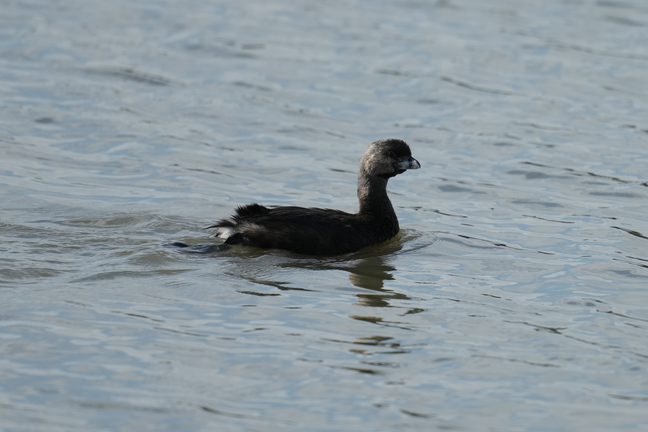 Pied-Billed Grebe