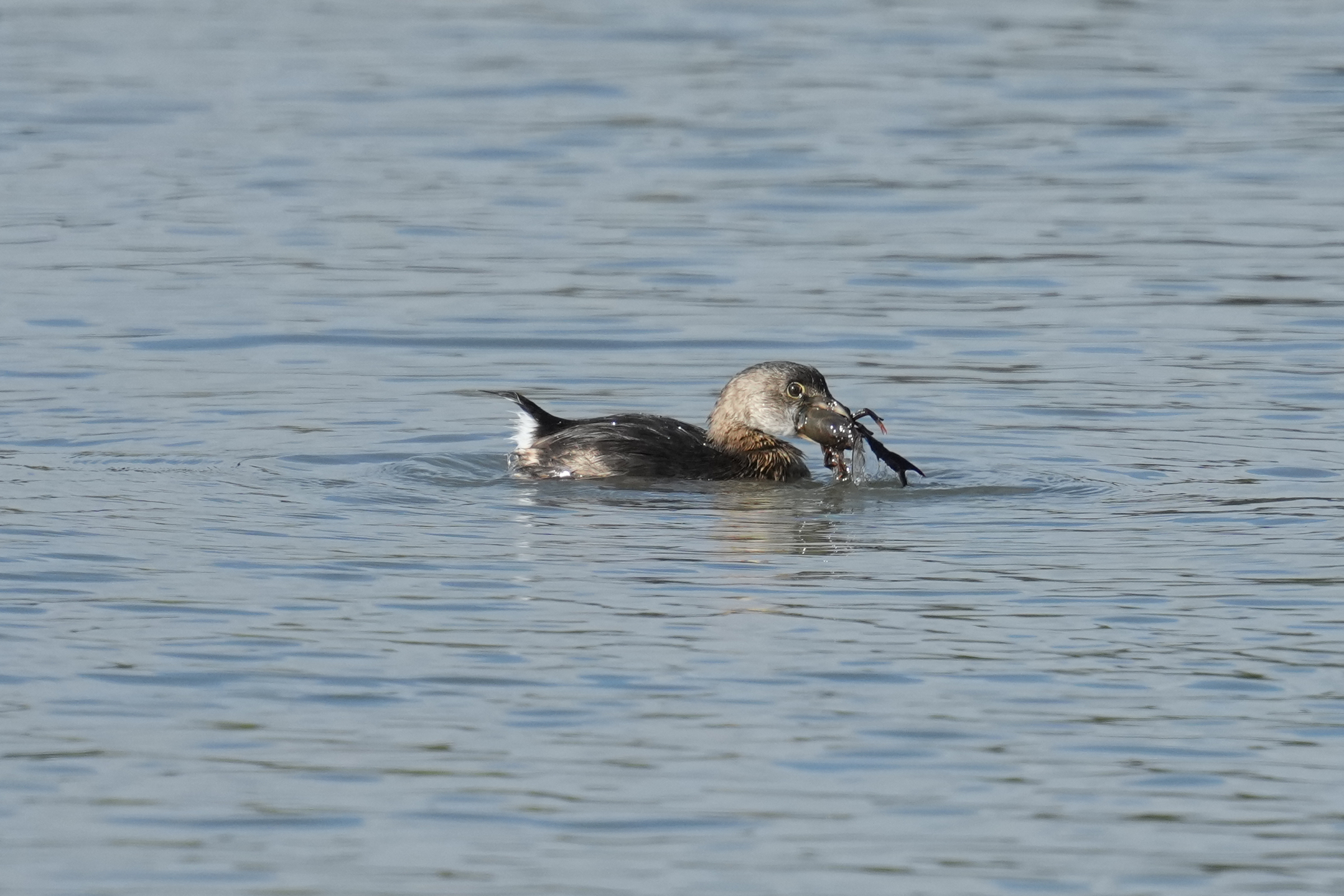 Pied-Billed Grebe