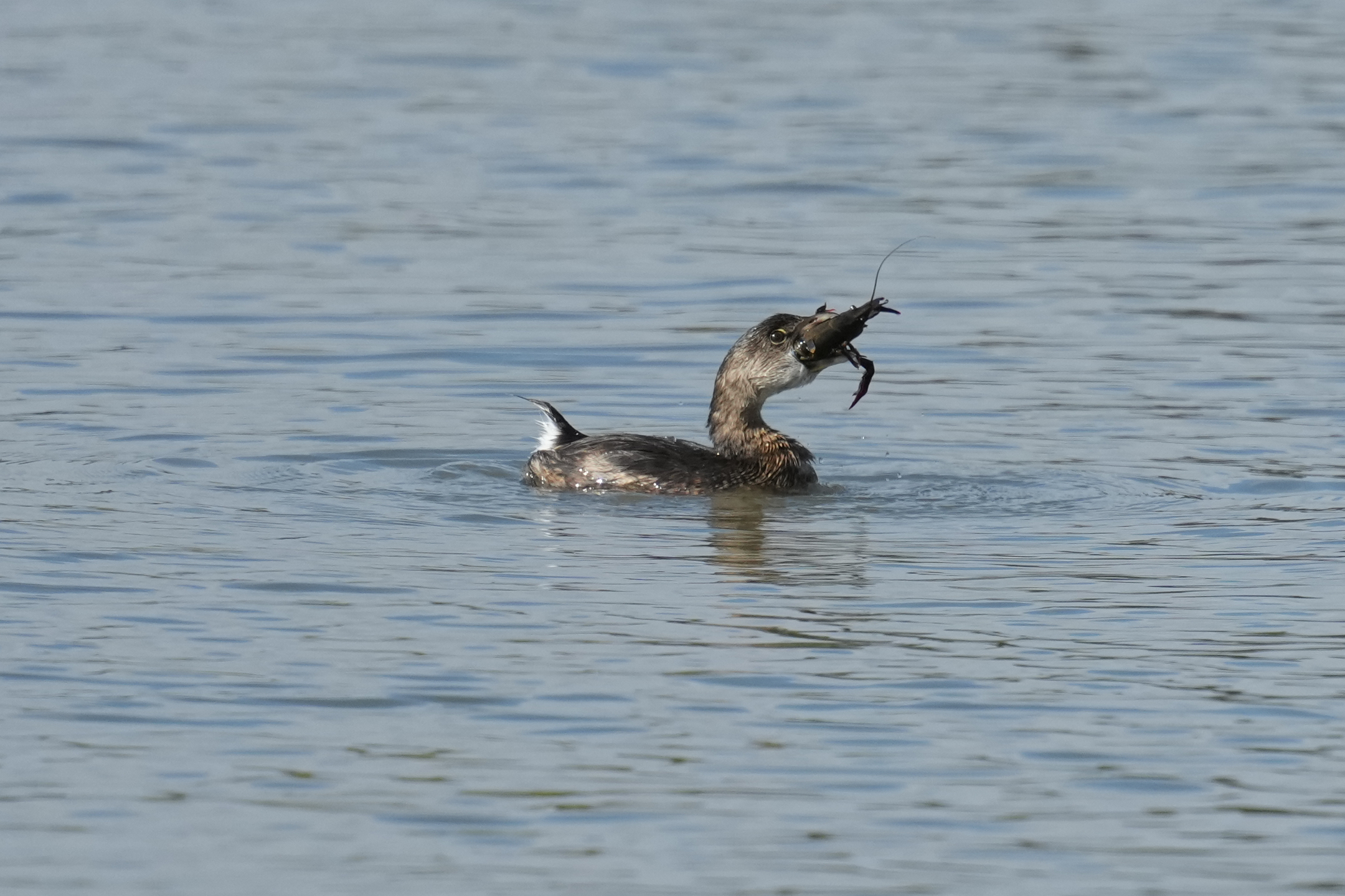Pied-Billed Grebe