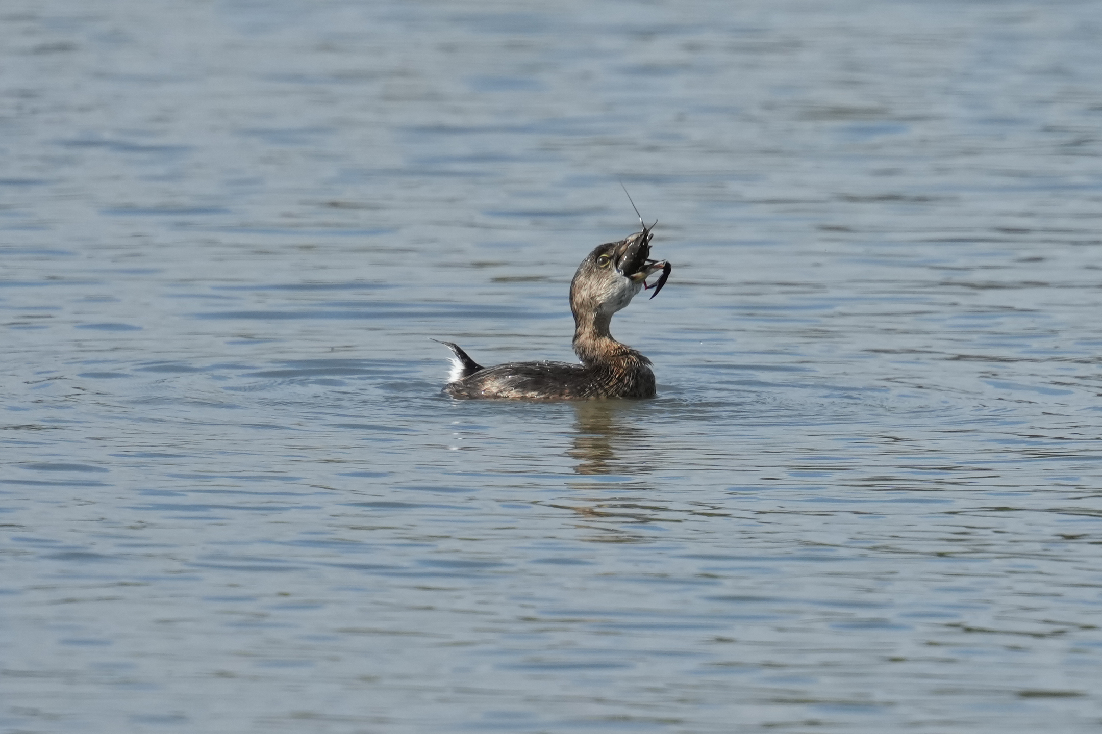 Pied-Billed Grebe