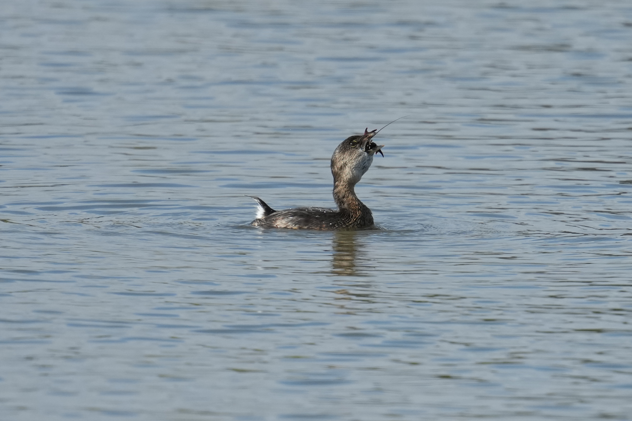 Pied-Billed Grebe