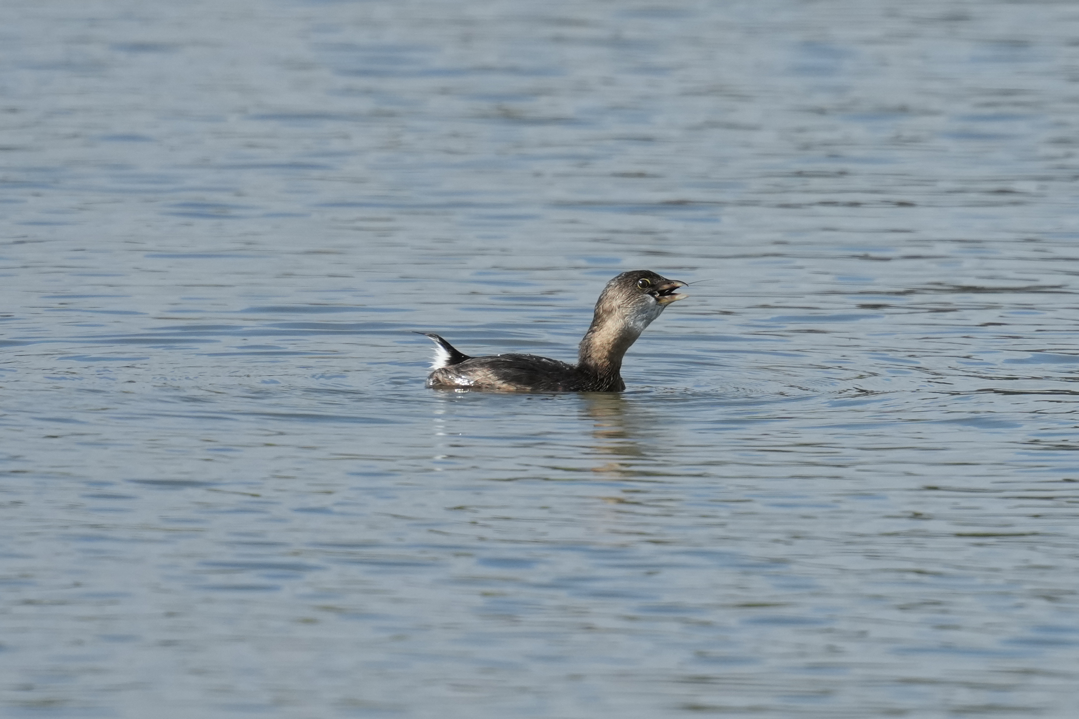 Pied-Billed Grebe
