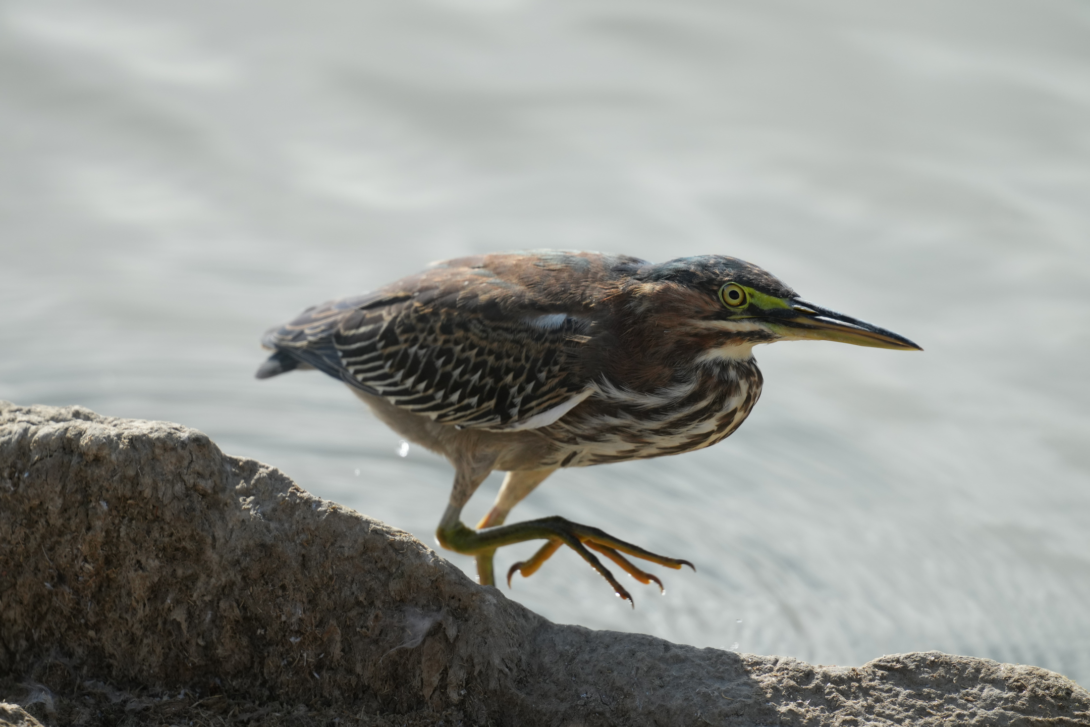 Green Heron