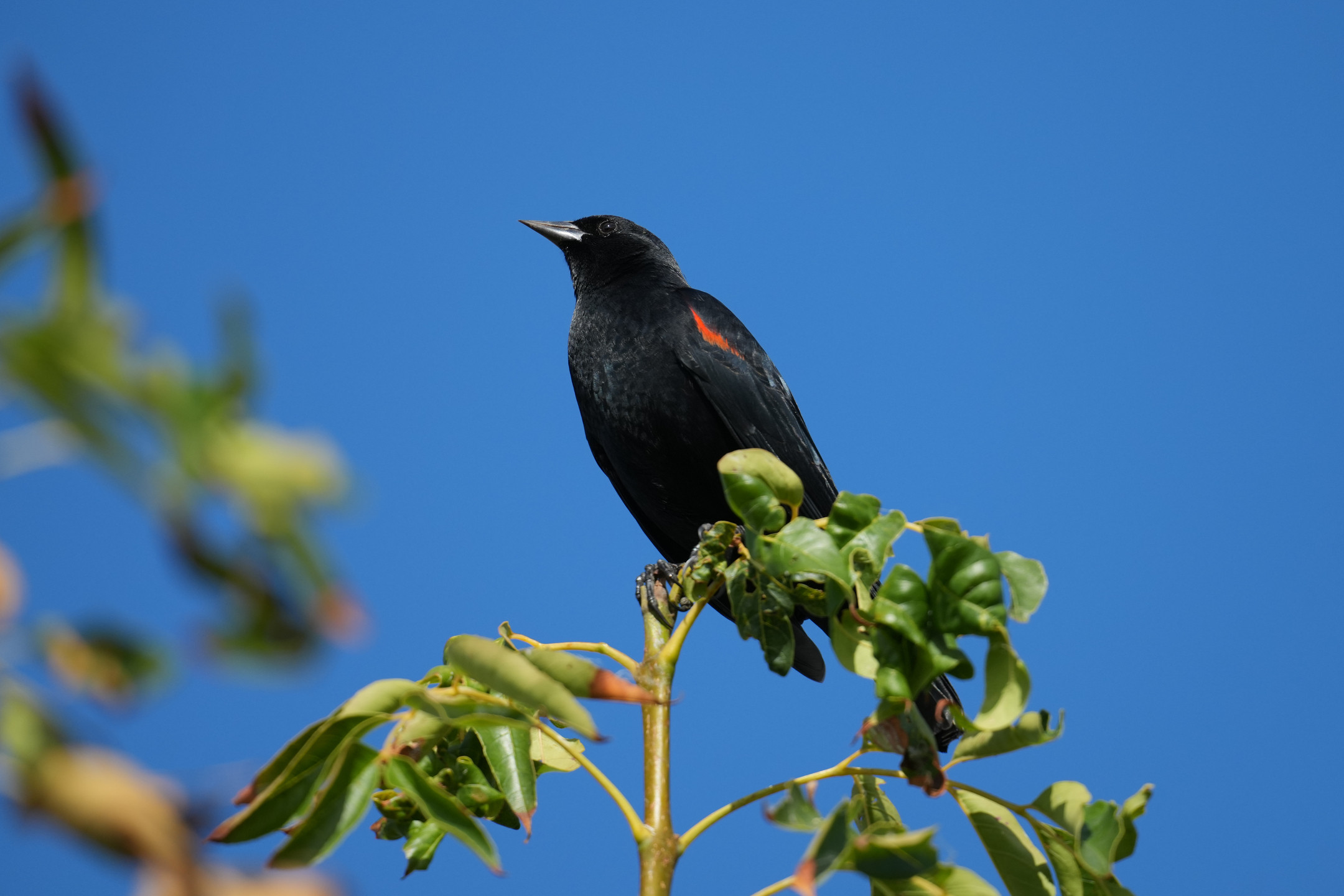 Red-Winged Blackbird