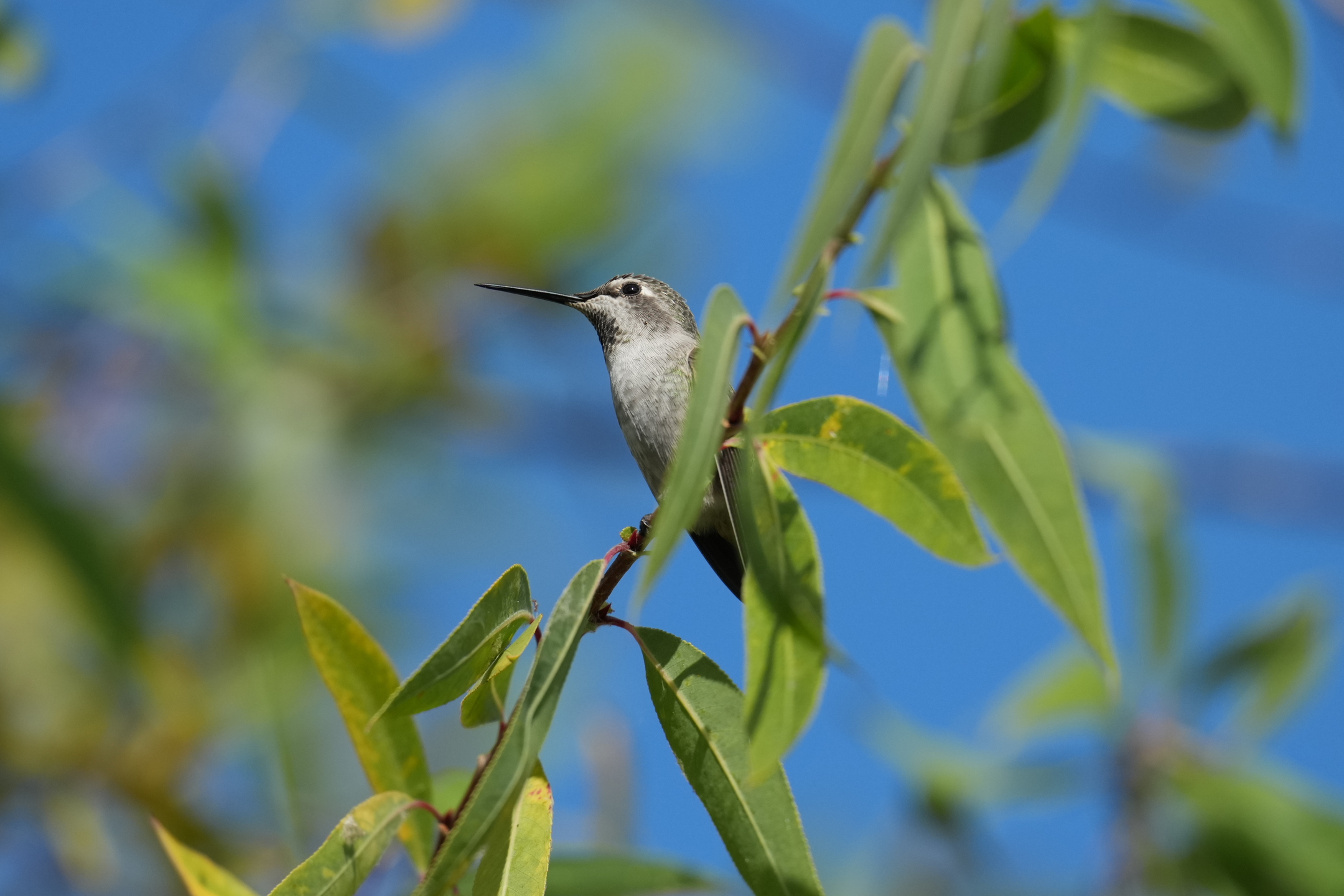 Anna’s Hummingbird